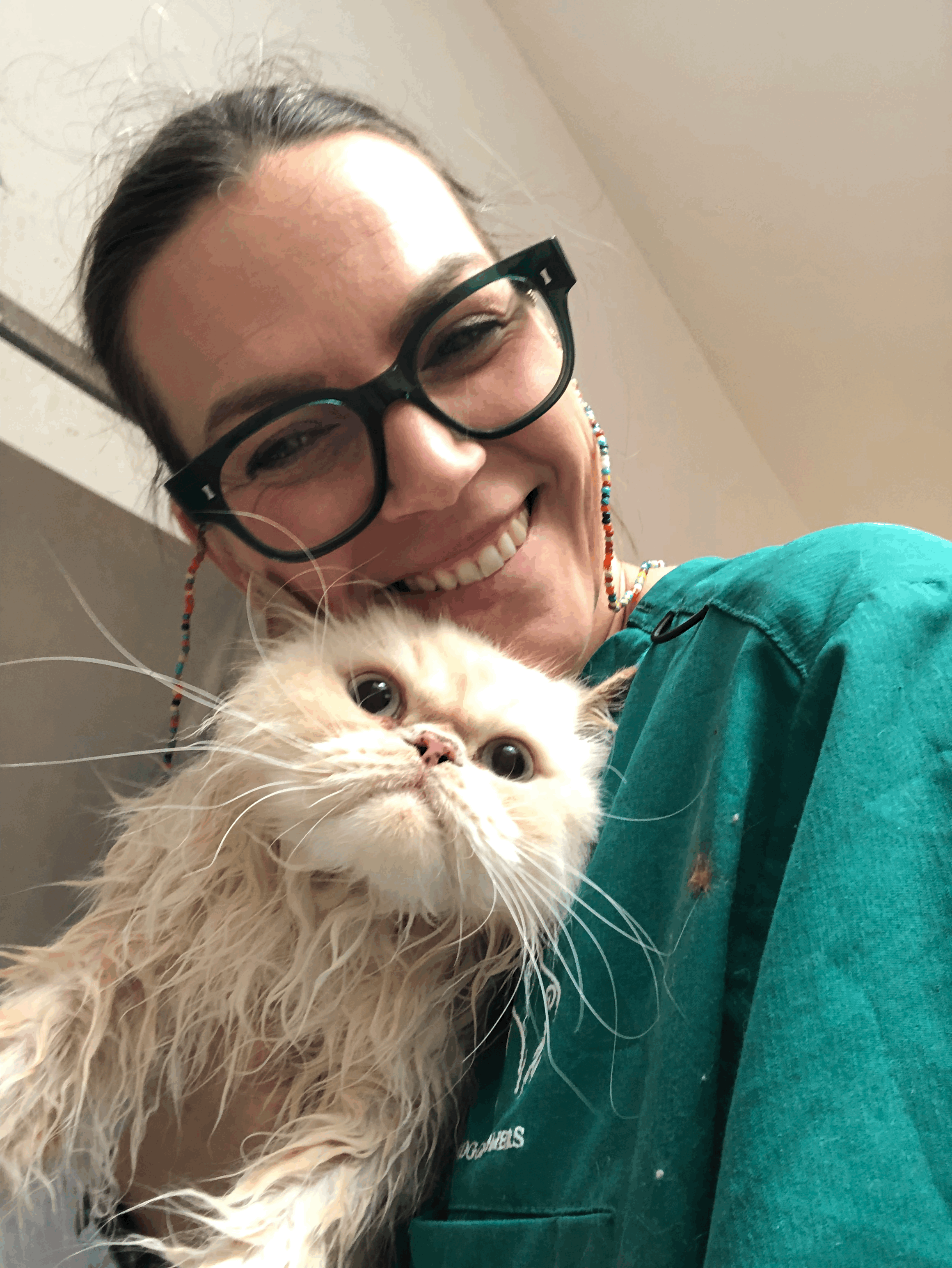 Cat grooming: Lion trim