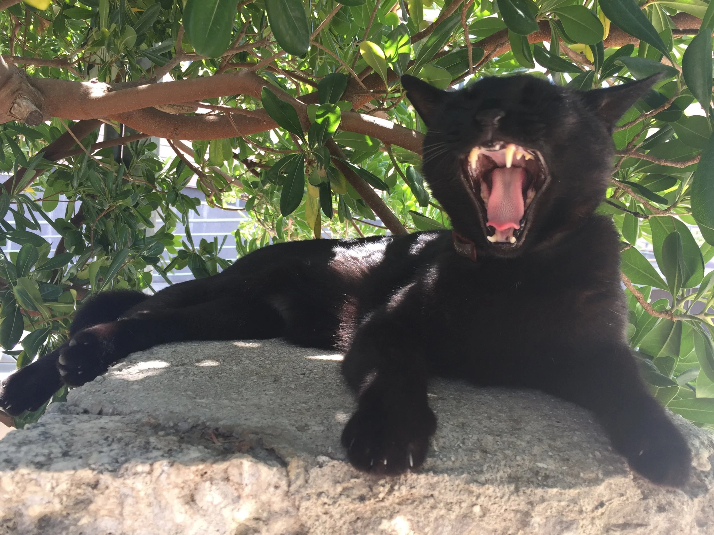 Additional Services & Fees