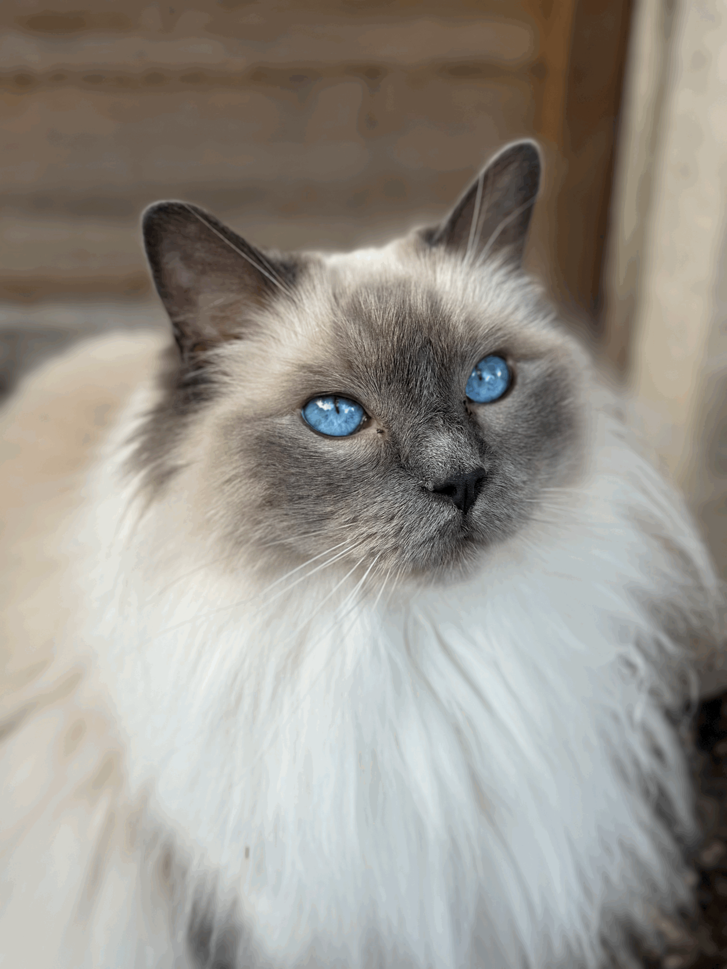 Cat grooming: brush out