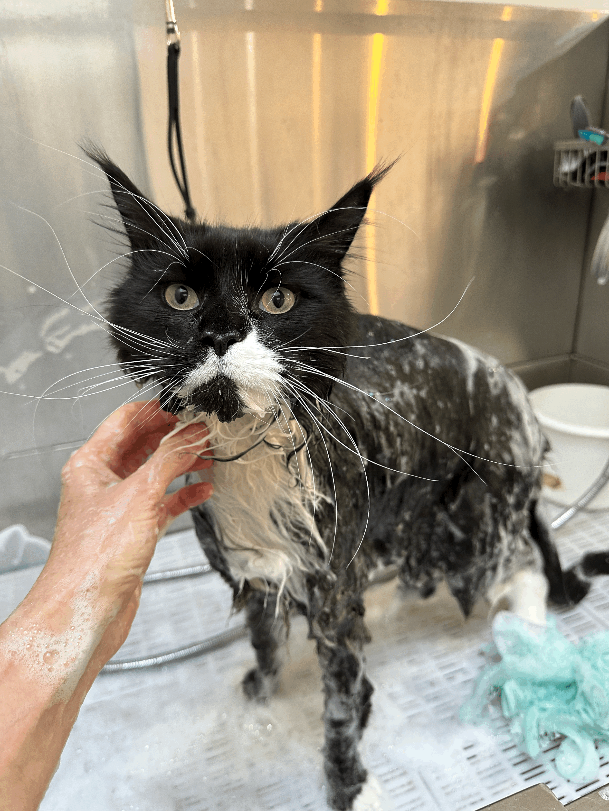 Cat grooming: Wash and blow dry
