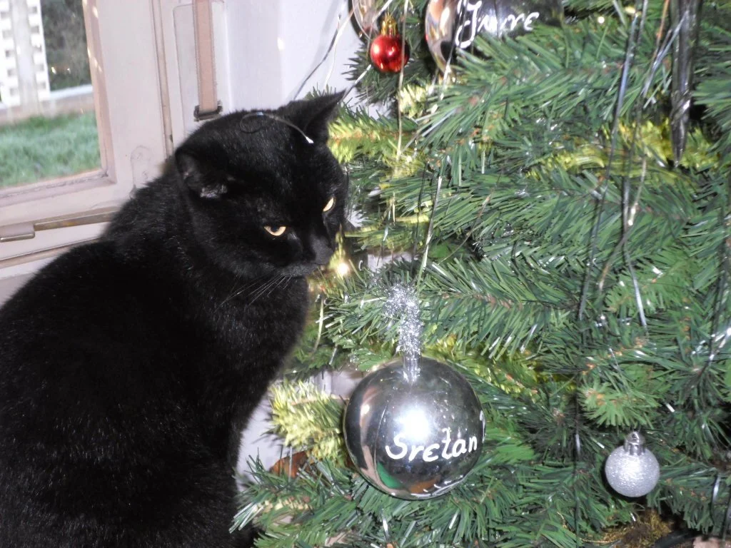 Cat Sitting: Christmas and New Year