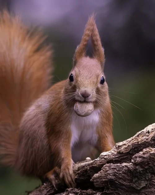 2023-01-Poland-22713-Enhanced-NR (1).webp