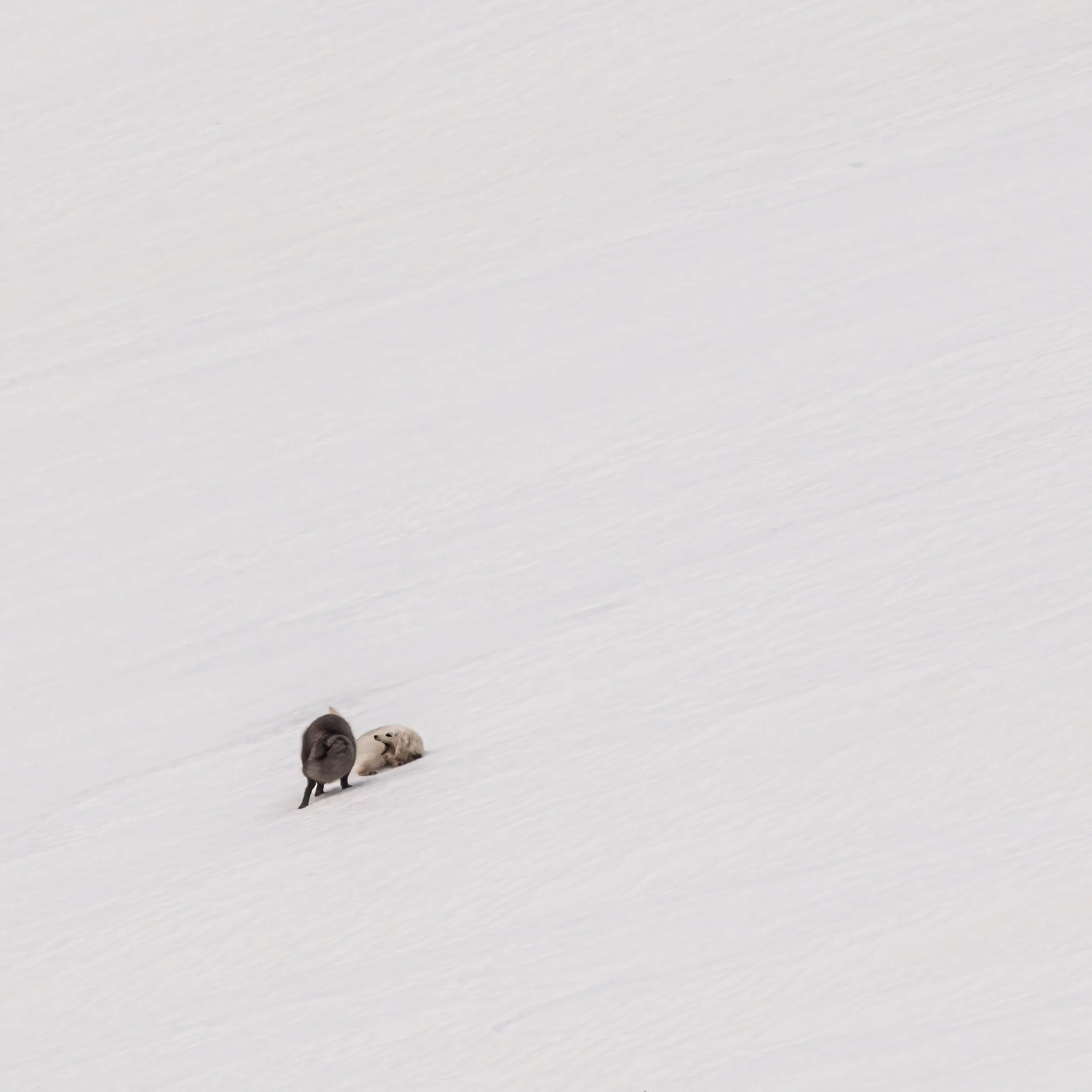2019-02-Arctic+Foxes-18449-Enhanced-Enhanced-Edit.webp