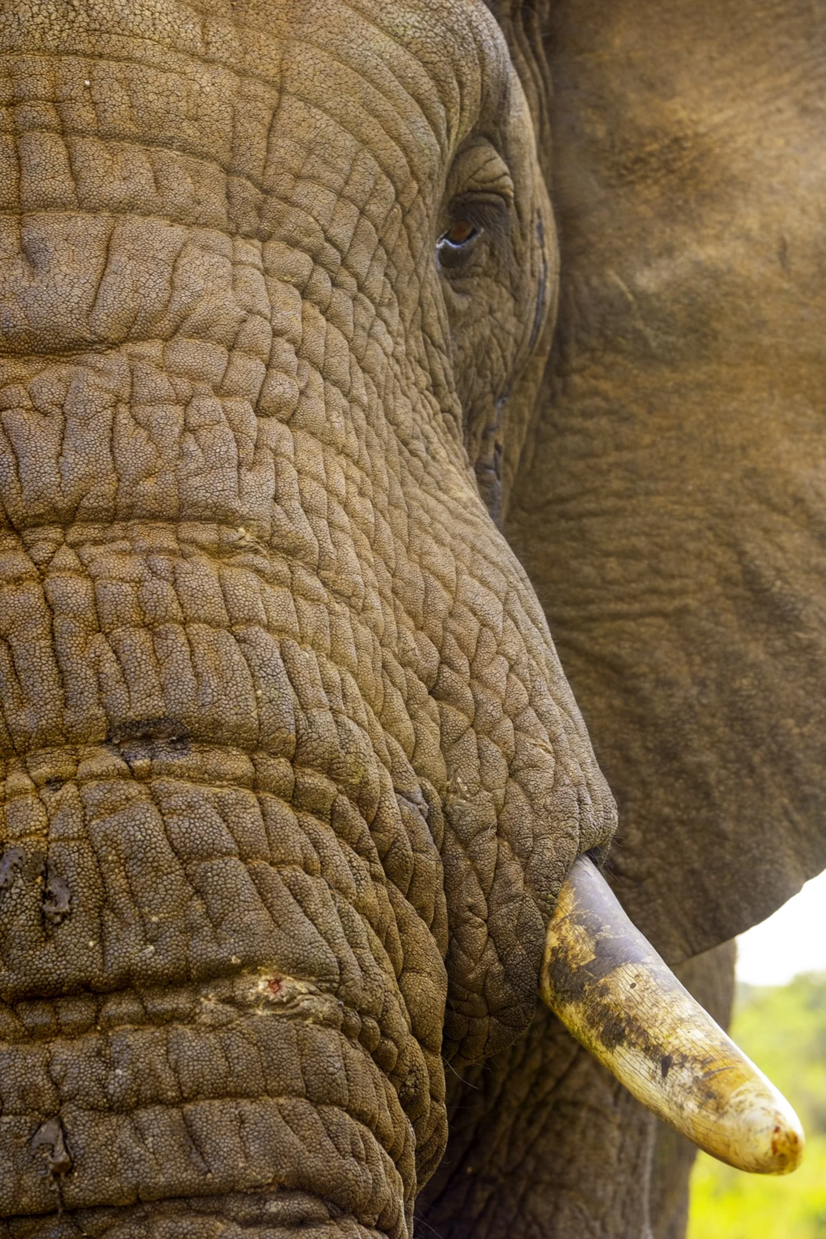 Poke-Fine Art Photography-Warren Henry Lewis.jpg