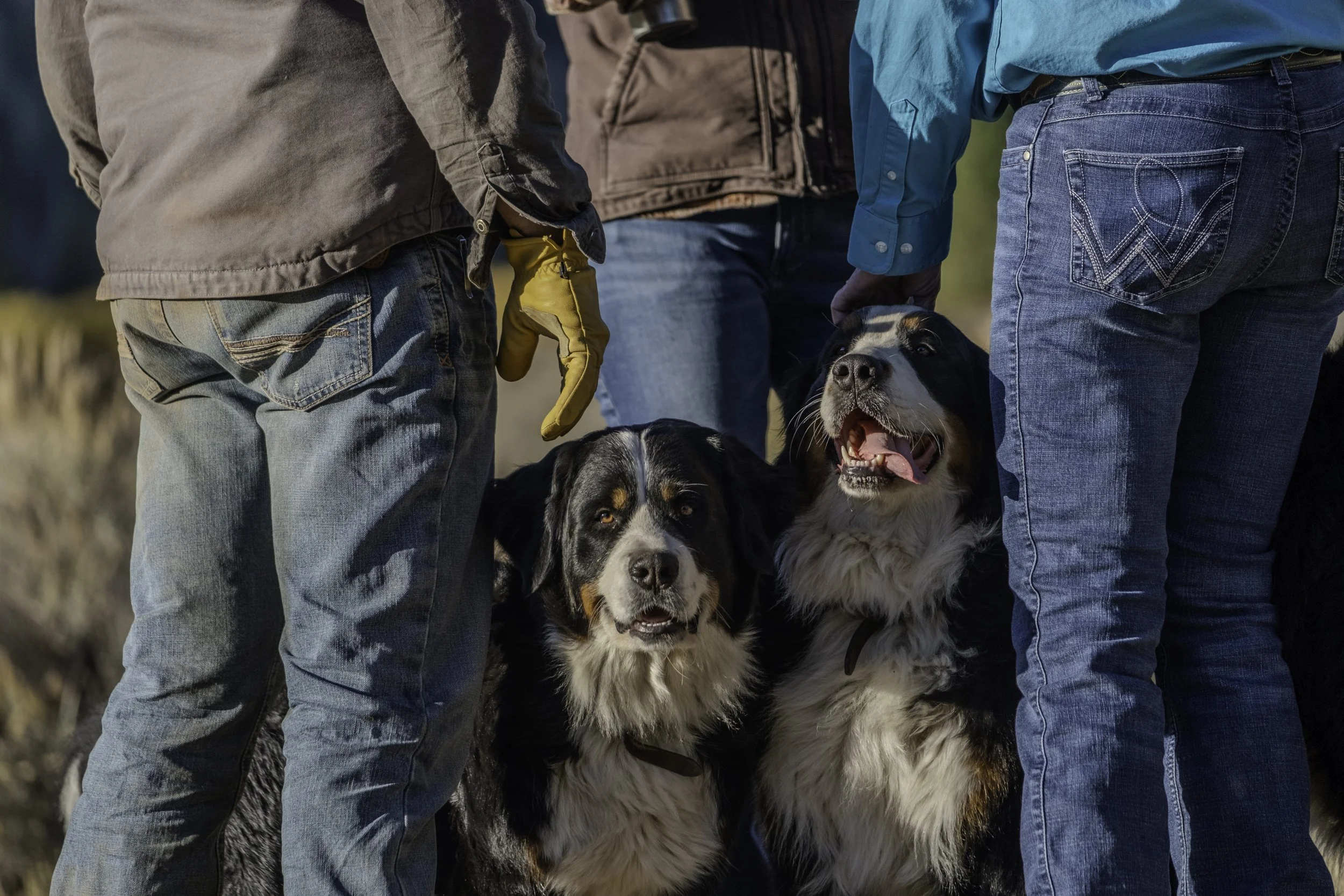 Pair of Puppers-Fine Art Photography-Warren Henry Lewis.jpg