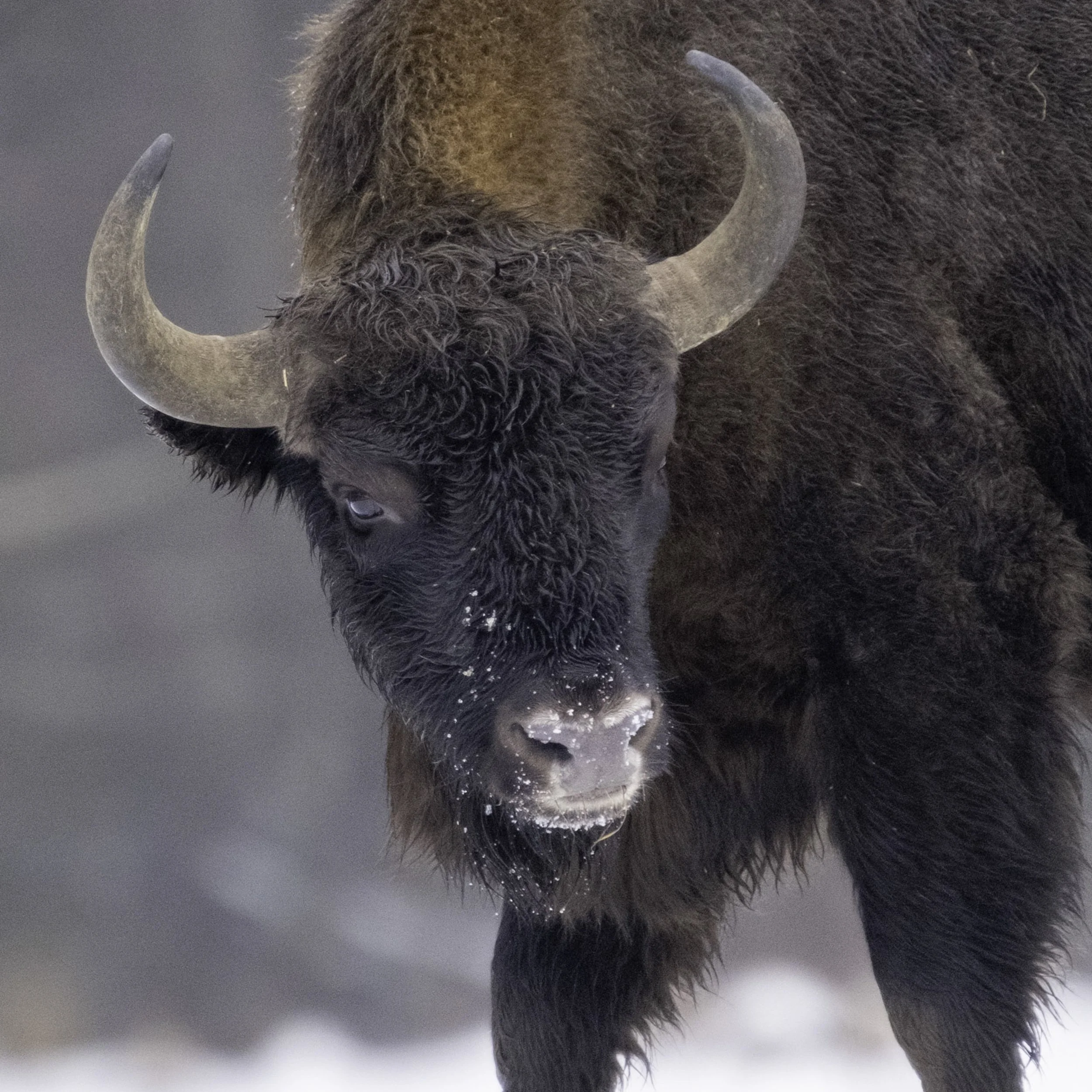 Handsome Fella-Fine Art Photography-Warren Henry Lewis.jpg