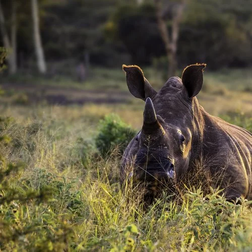 2024-06-Zimanga-16742 (1).webp