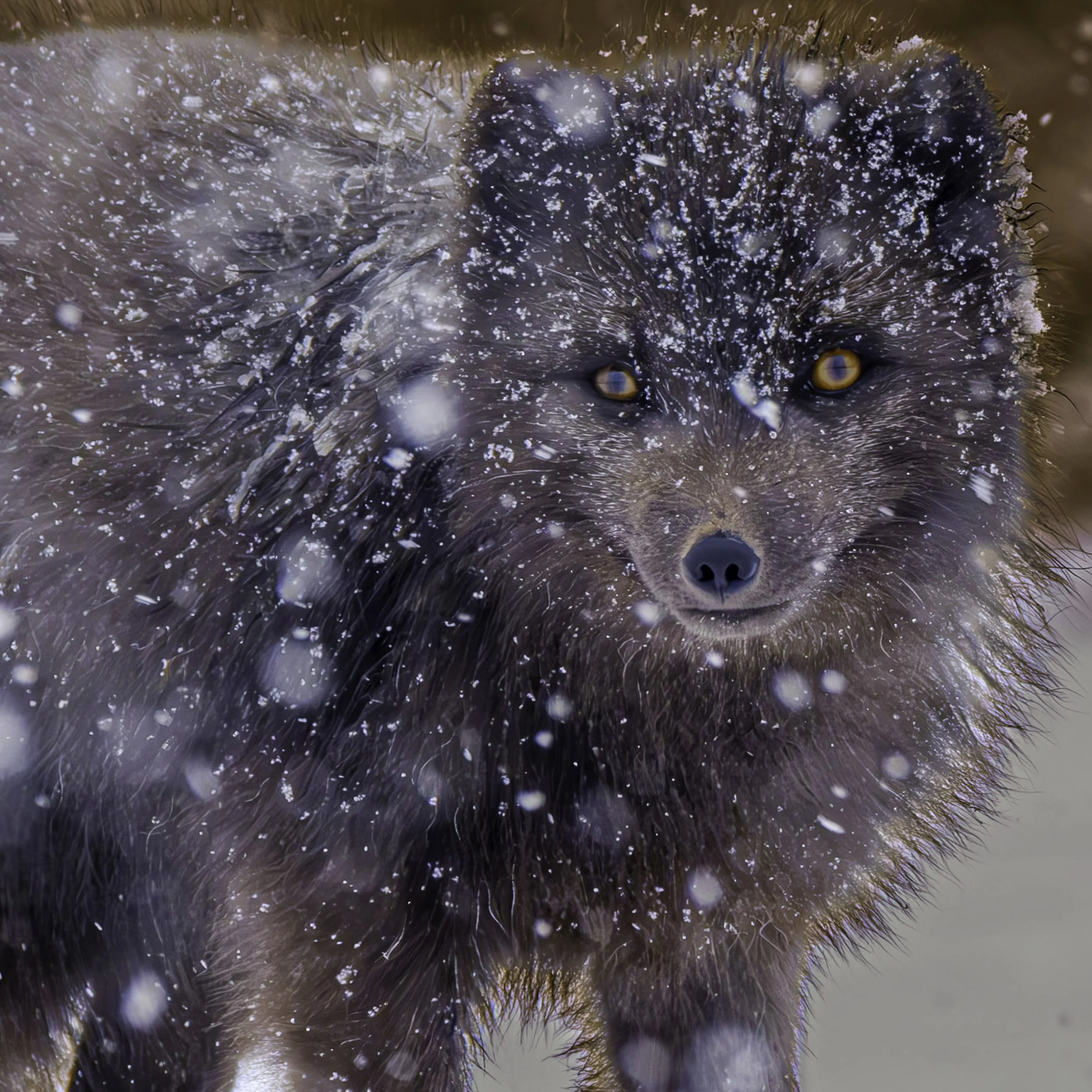 Piercing Eyes-Fine Art Photography-Warren Henry Lewis.jpg