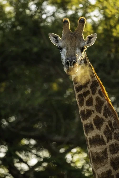 2024-06-Zimanga-15796 (1).webp