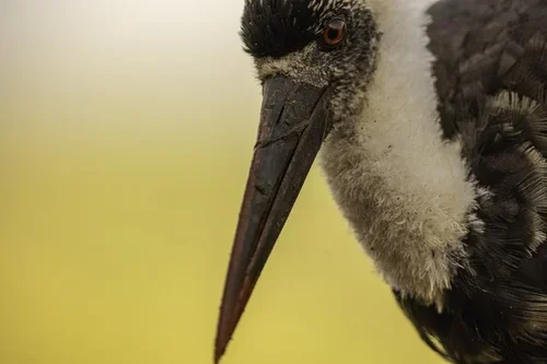 2024-06-Zimanga-12304 (1).webp