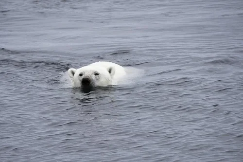 234C33F1-969F-4F90-B591-BE09968ECADD_1_105_c (1).webp