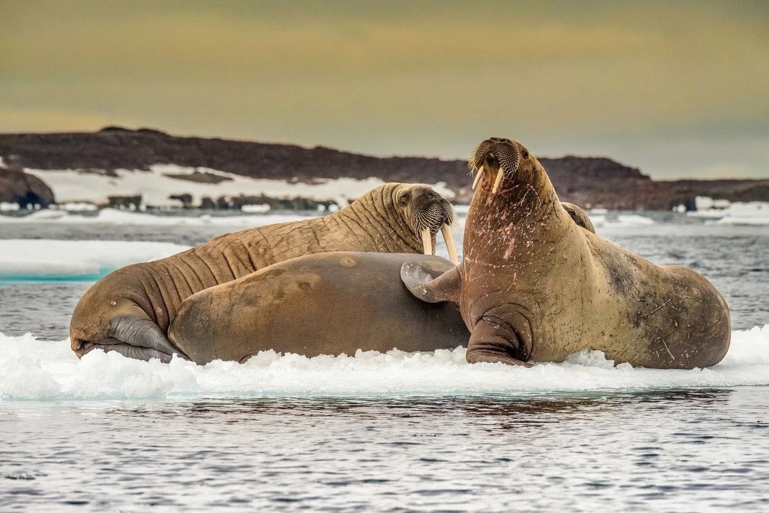 2017-07-Arctic--6023-Edit-Edit-2 (1).webp