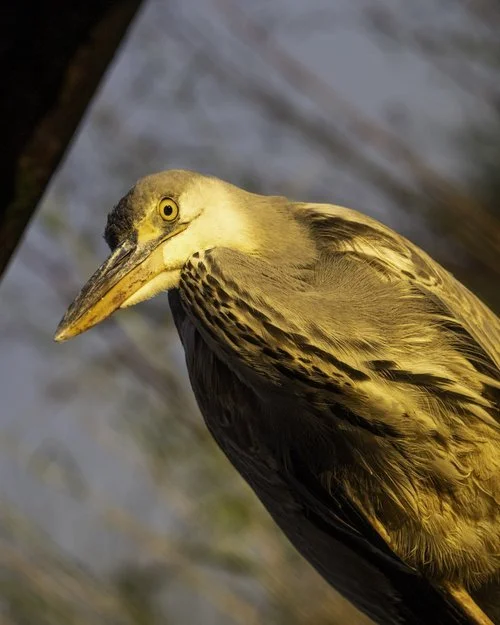 2024-06-Zimanga-16690 (1).webp