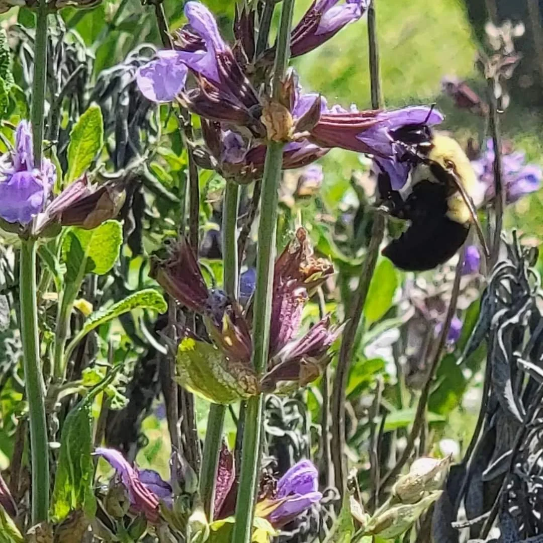 Welcome to Down Bell Road: Deep Roots and New Beginnings in Michigan’s Green Thumb