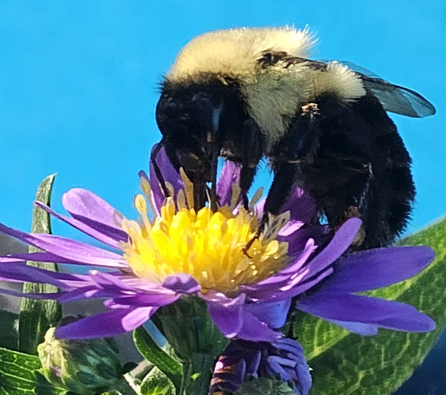 Cultivating a Sanctuary: The Certifications Behind Bell Family Farm
