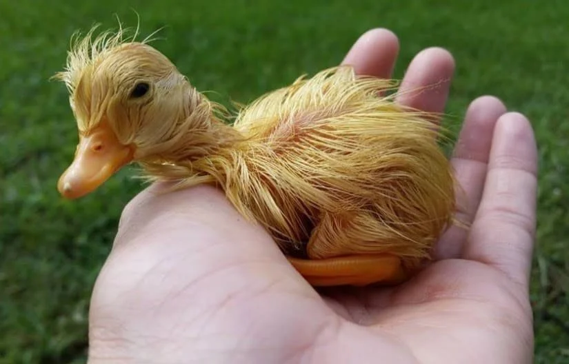 Roots &amp; Resurgence: The Best Regenerative Suppliers for Your Farmyard