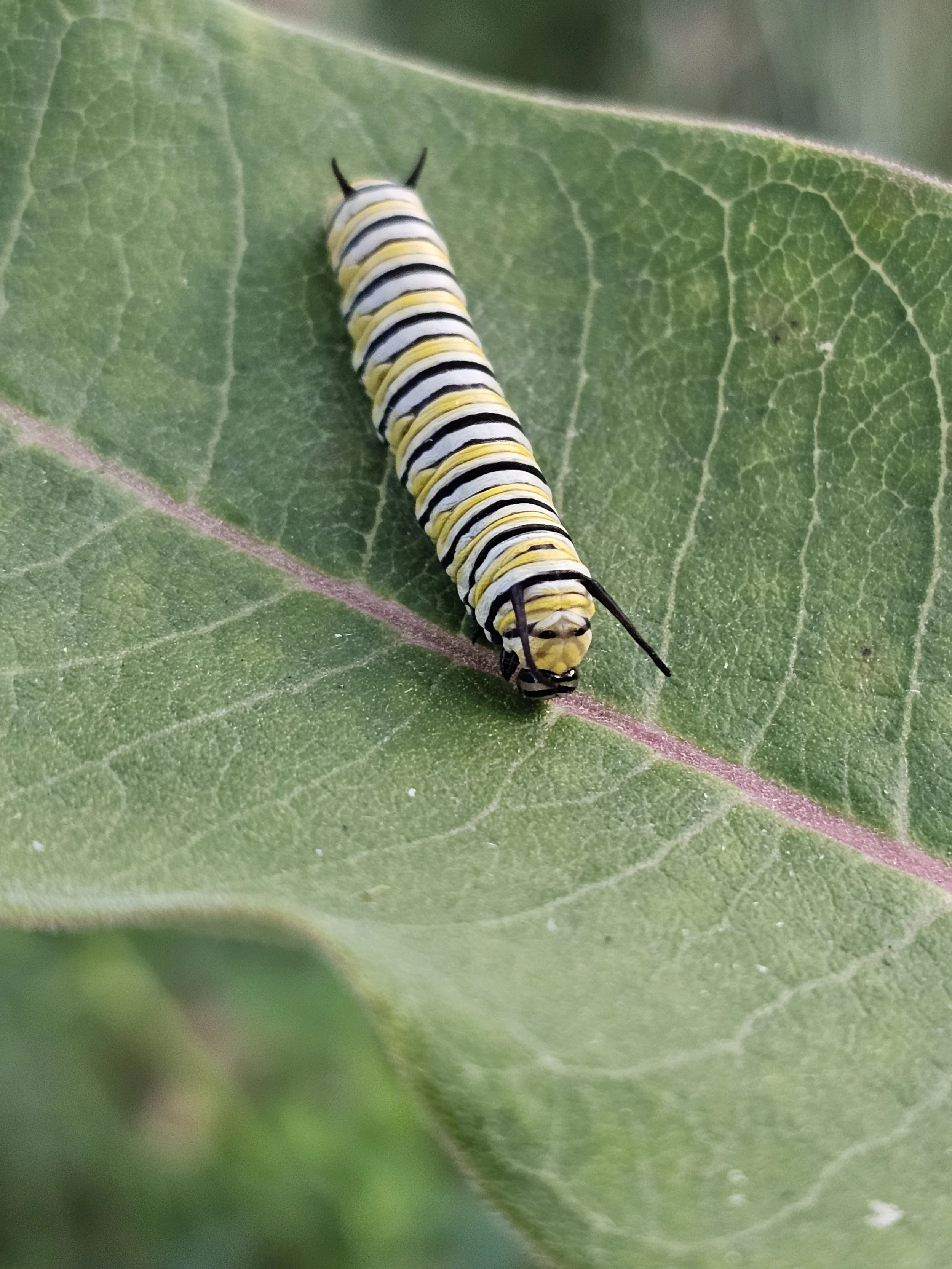 A baby Monarch enjoying Milkweed