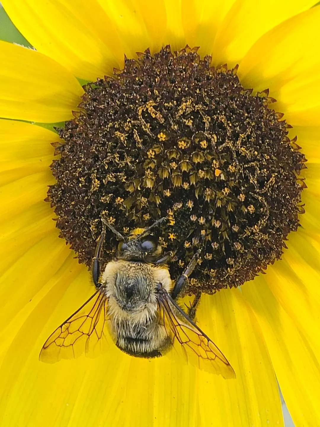 A local bee enjoying a perennial sunflower on the farm