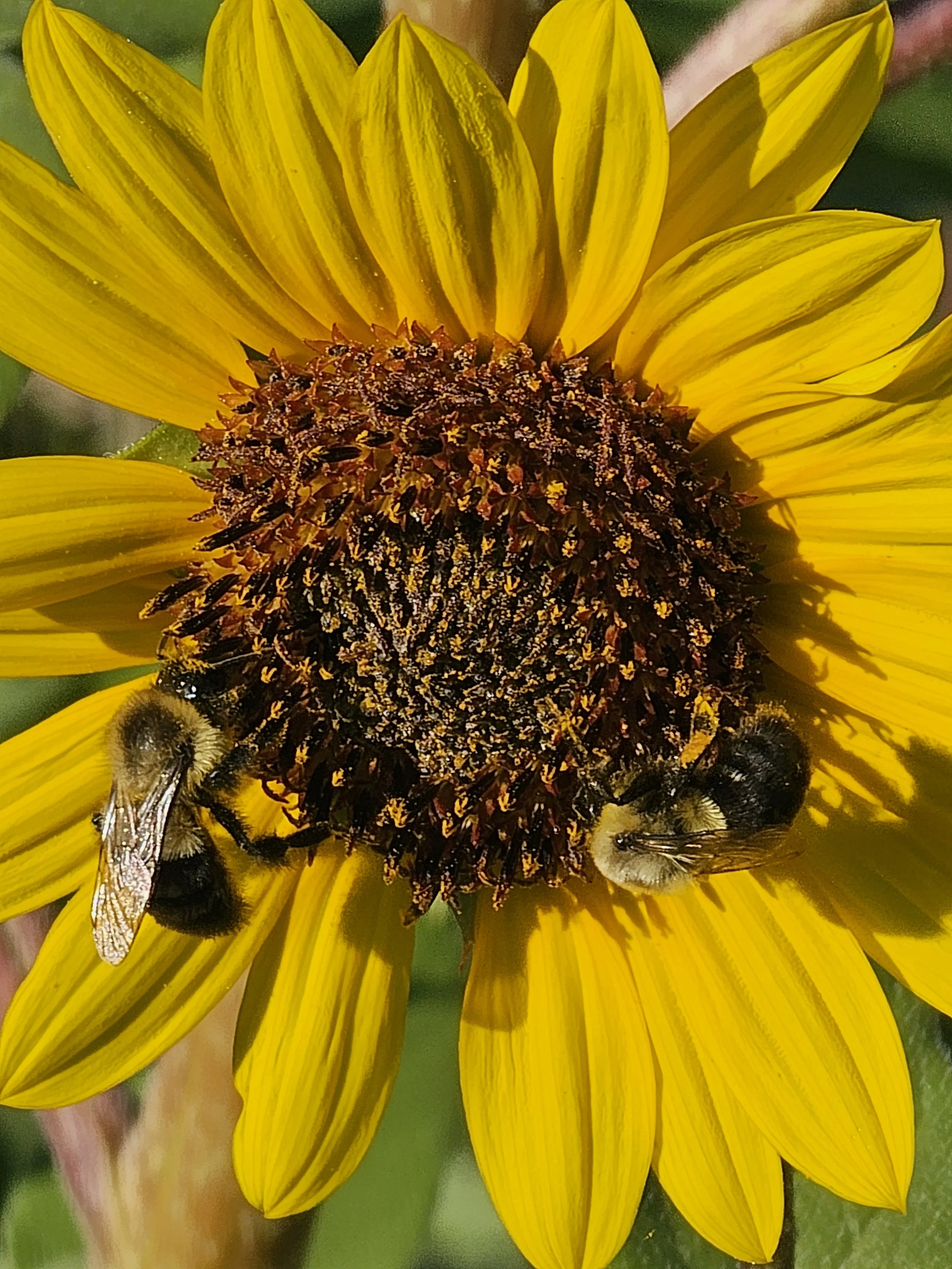 Local bees enjoying a perennial sunflower on the farm