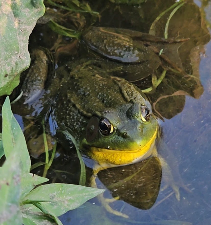 A local frog in the duck pond