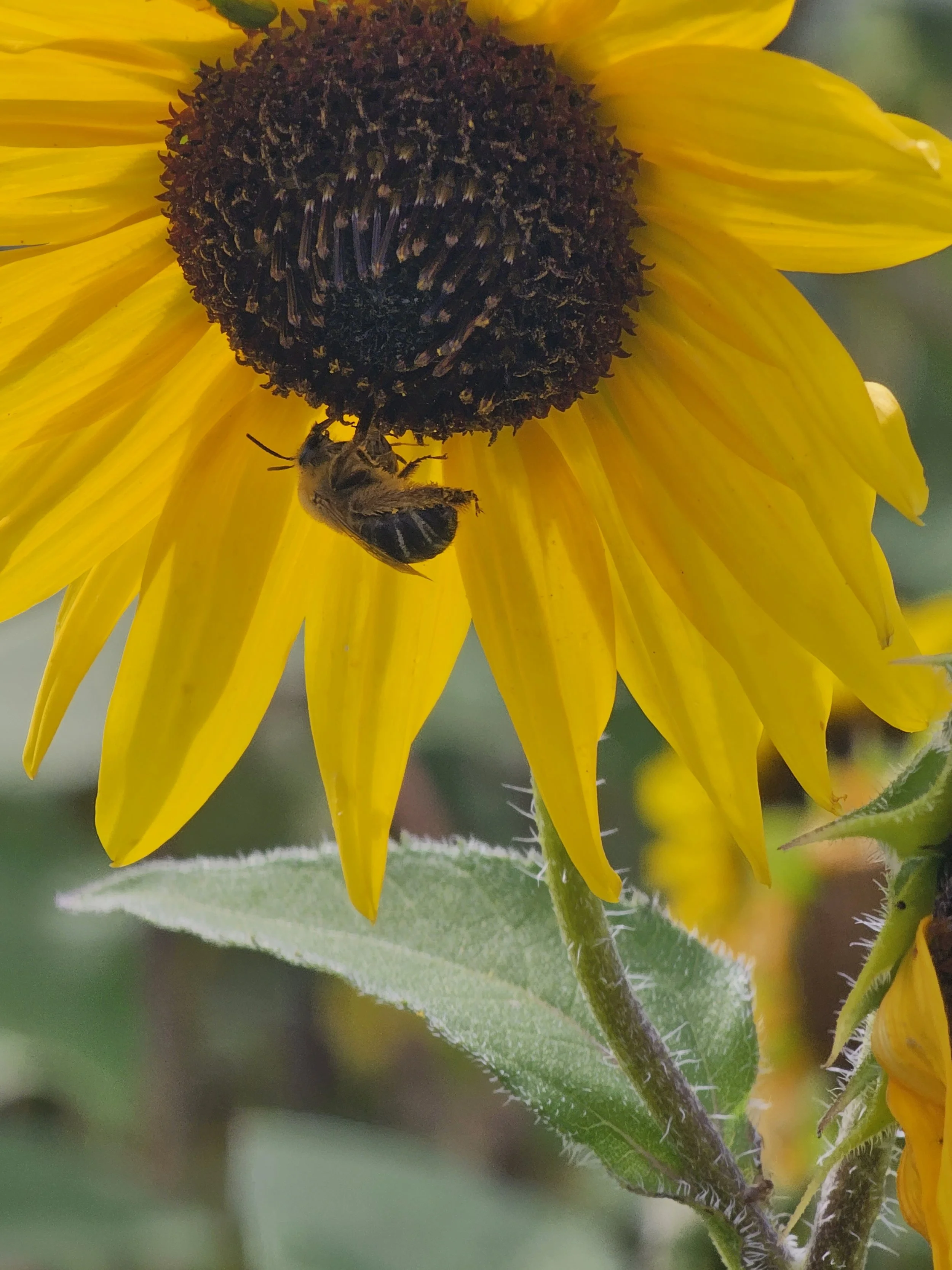A local bee enjoying a perennial sunflower on the farm