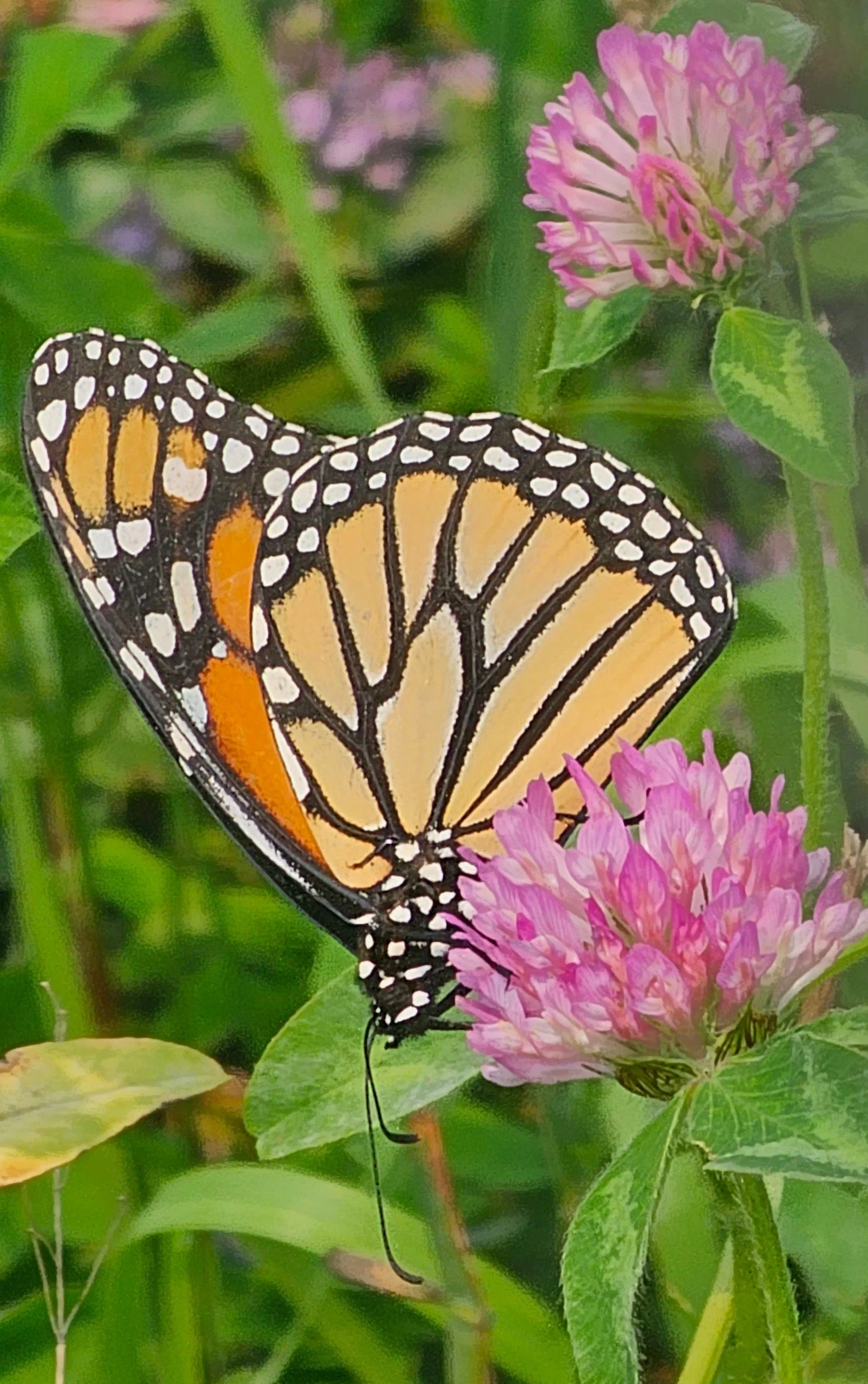 An adult Monarch enjoying Red Clover