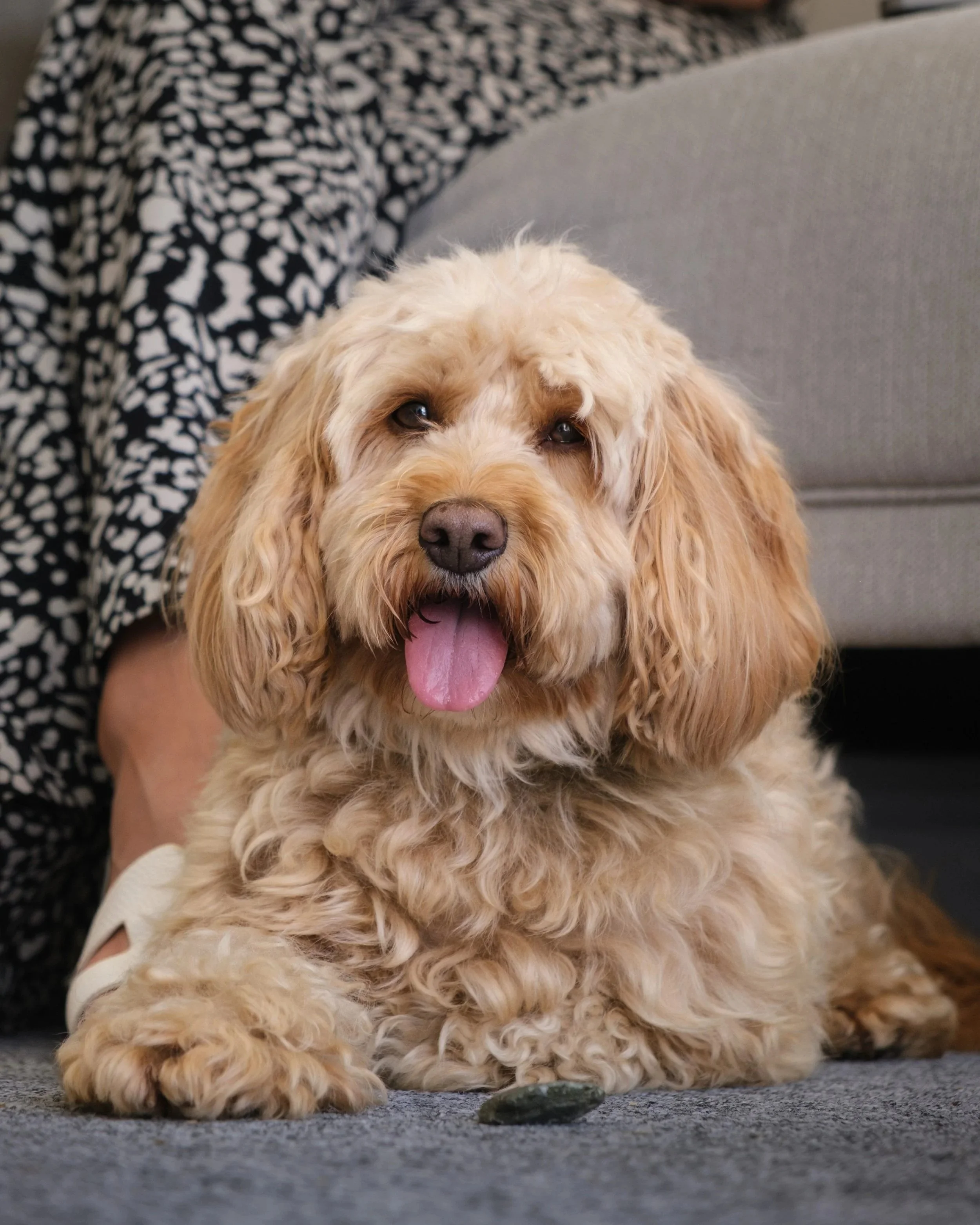 Close-up of a fluffy, curly-haired dog with light brown fur, sitting on a gray surface, with a person's arm and part of their patterned clothing visible in the background.