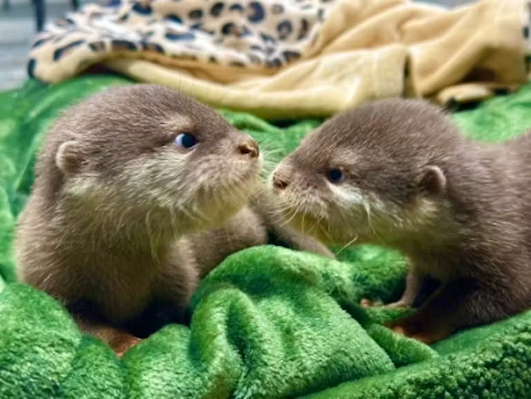 Paws and Claws Encounters