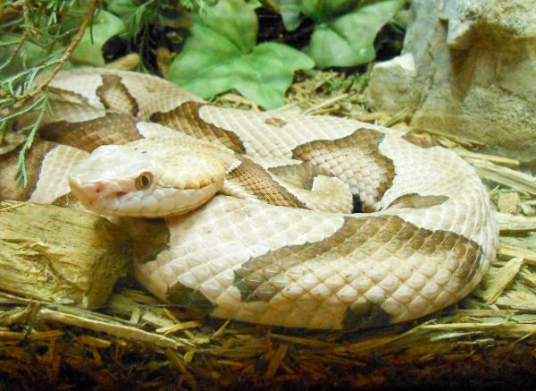 Kentucky Reptile Zoo