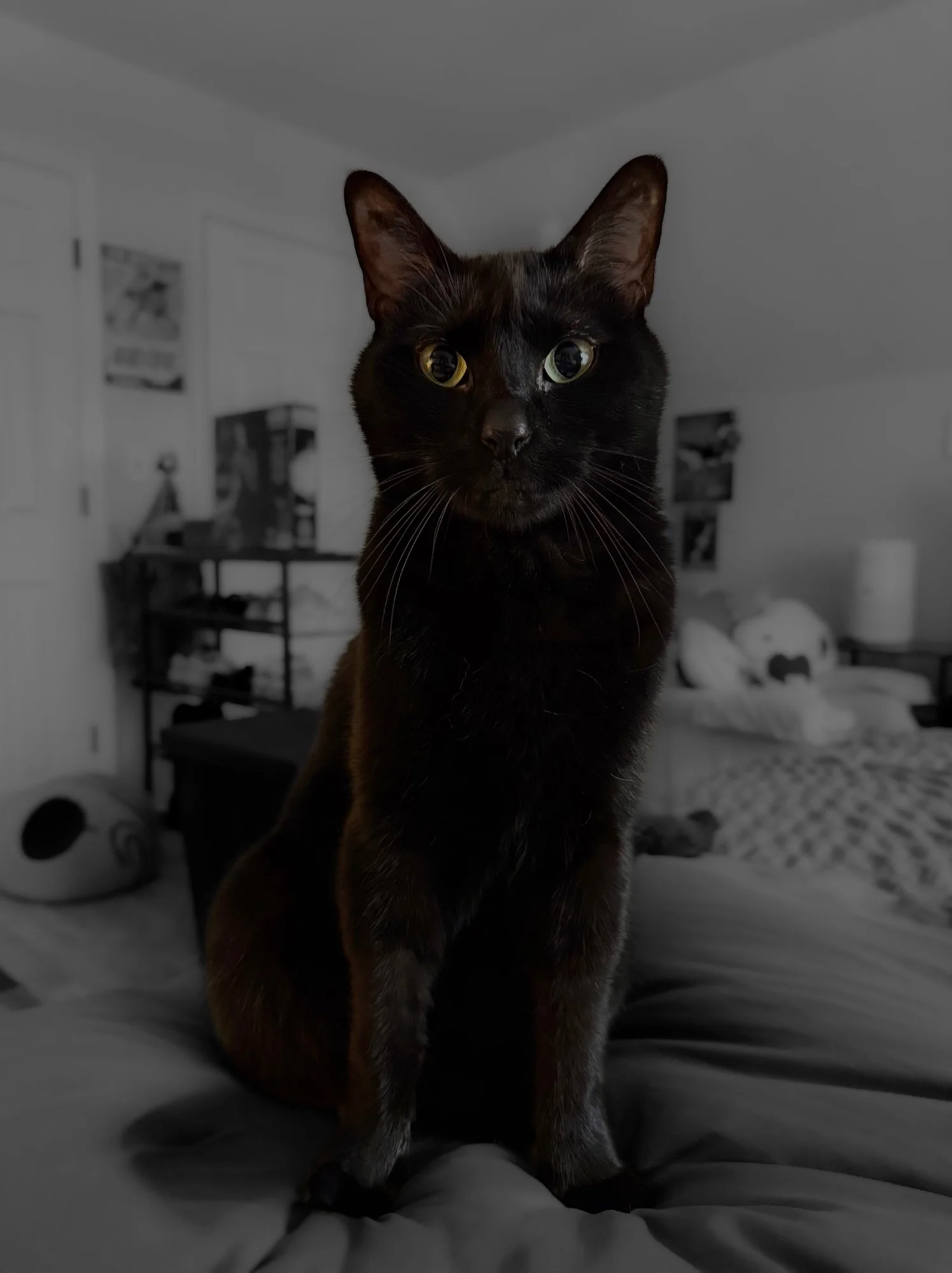 A black cat with yellow-green eyes sitting on a bed in a bedroom, with the background in black and white.