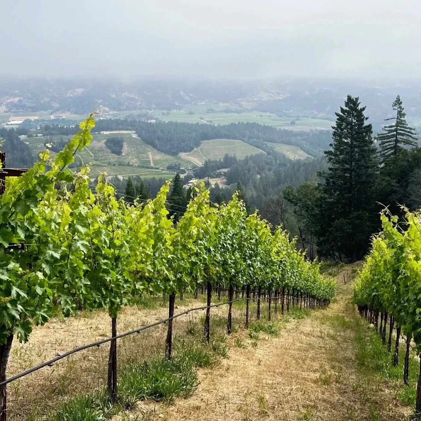 Why Some Wines Cost More (And What That Means in the Bottle)