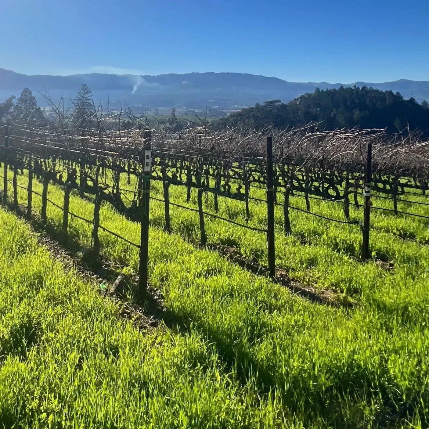 What Is Sustainable Wine? A Clear Guide (Without the Marketing Noise)