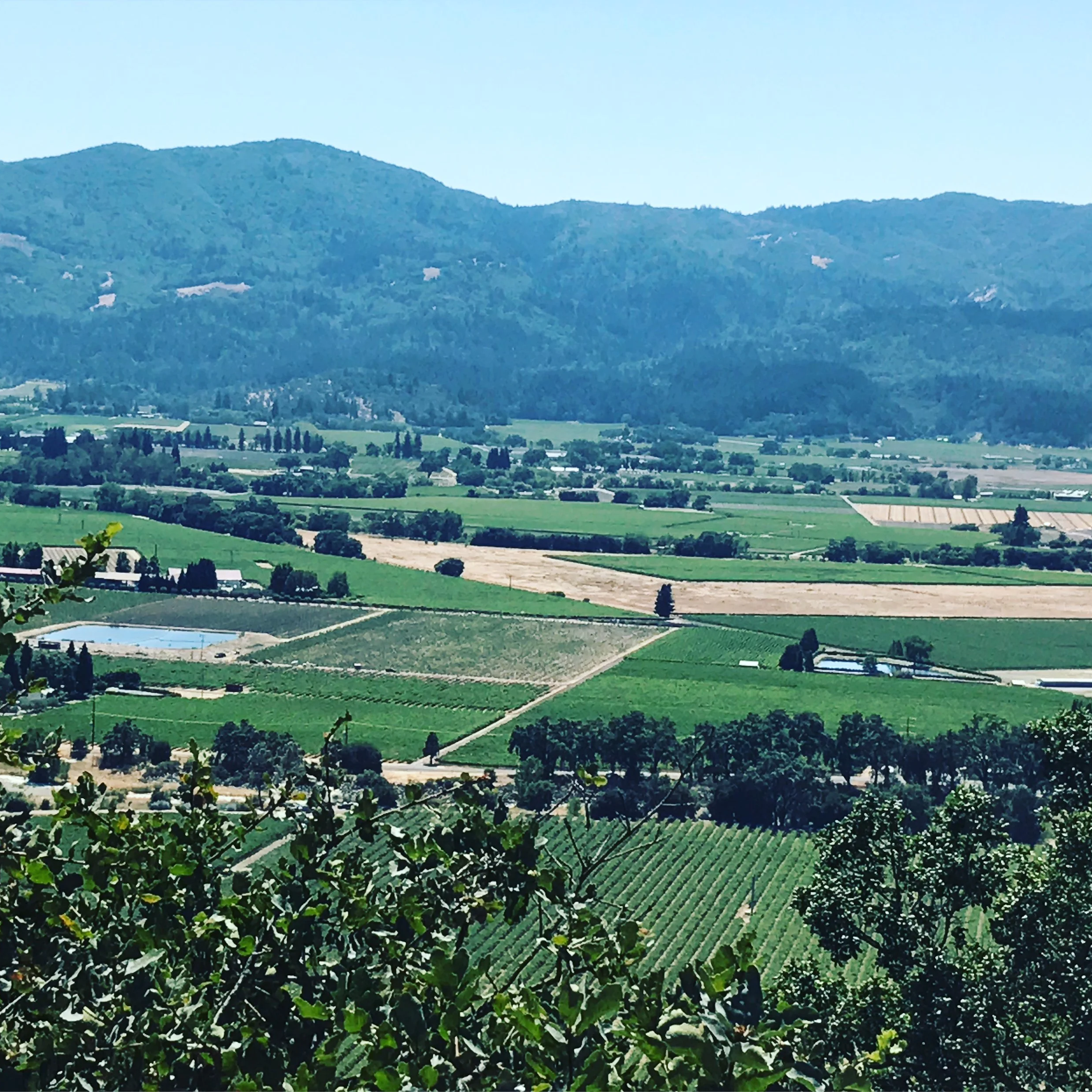 How Winemakers Decide When to Harvest (And Why Napa's 2026 Harvest is Starting So Early)