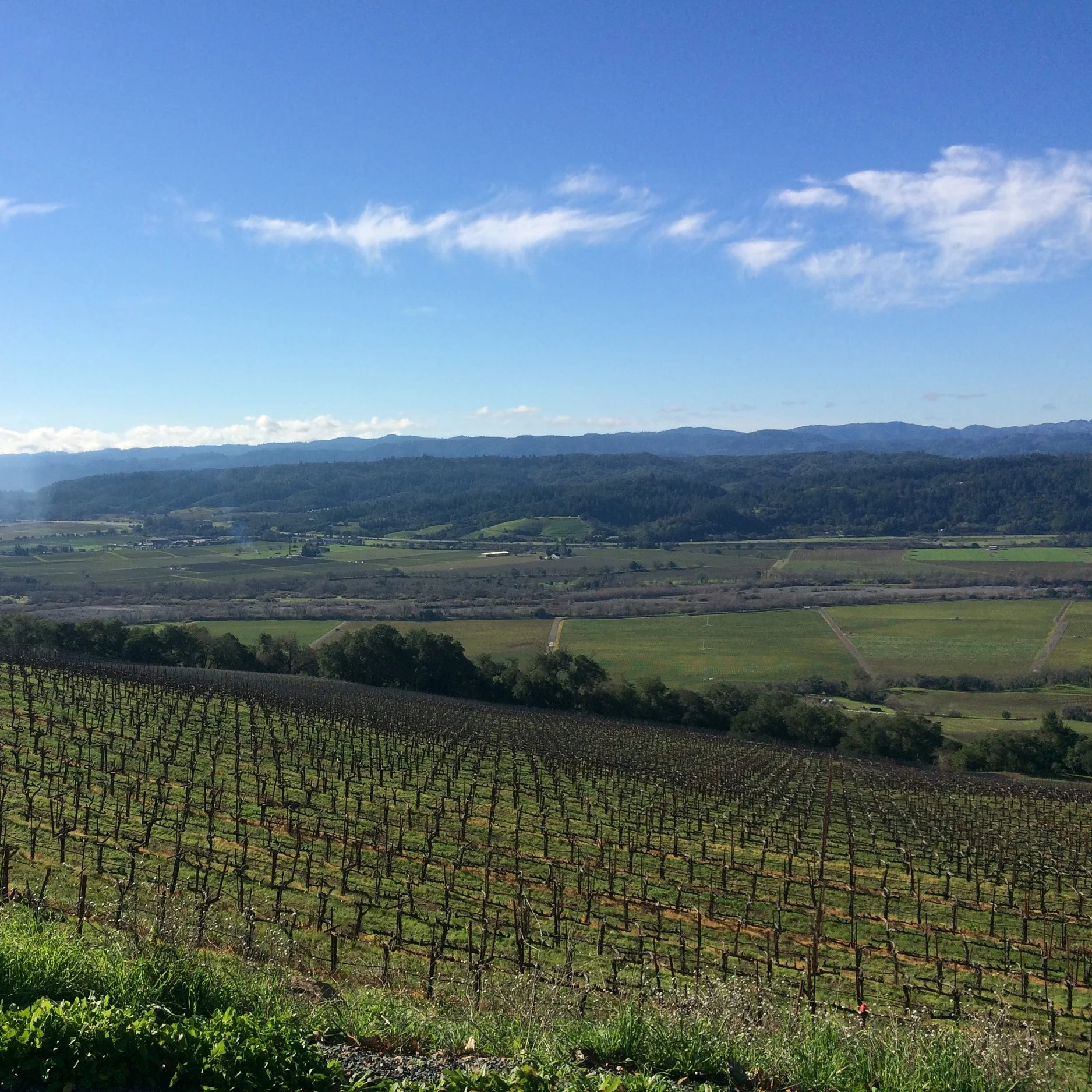 Best Places to Stay in Sonoma County for Wine Tasting