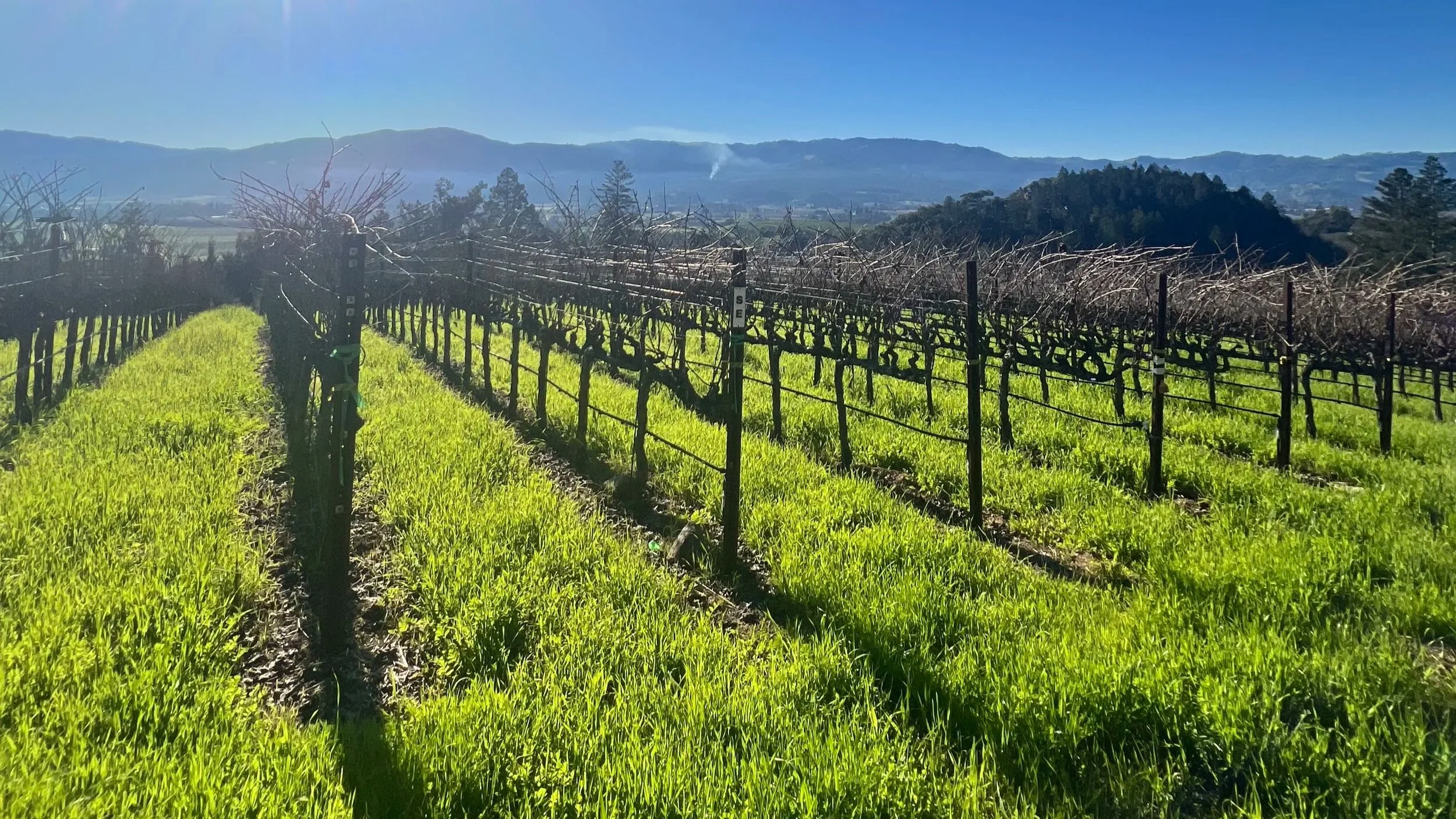 Winter vineyard with dormant vines and vibrant green cover crop growing between rows under a clear blue sky