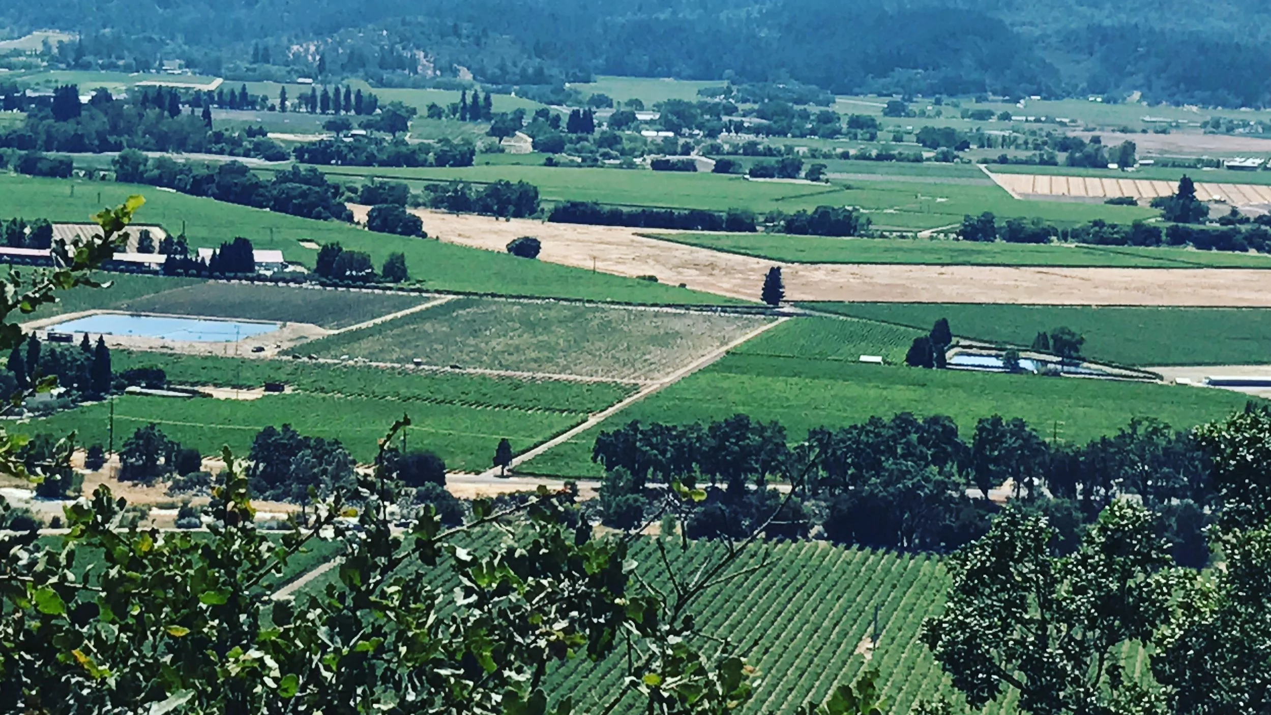 View from the east hillside looking out over ripe vineyards in Rutherford, Napa Valley.