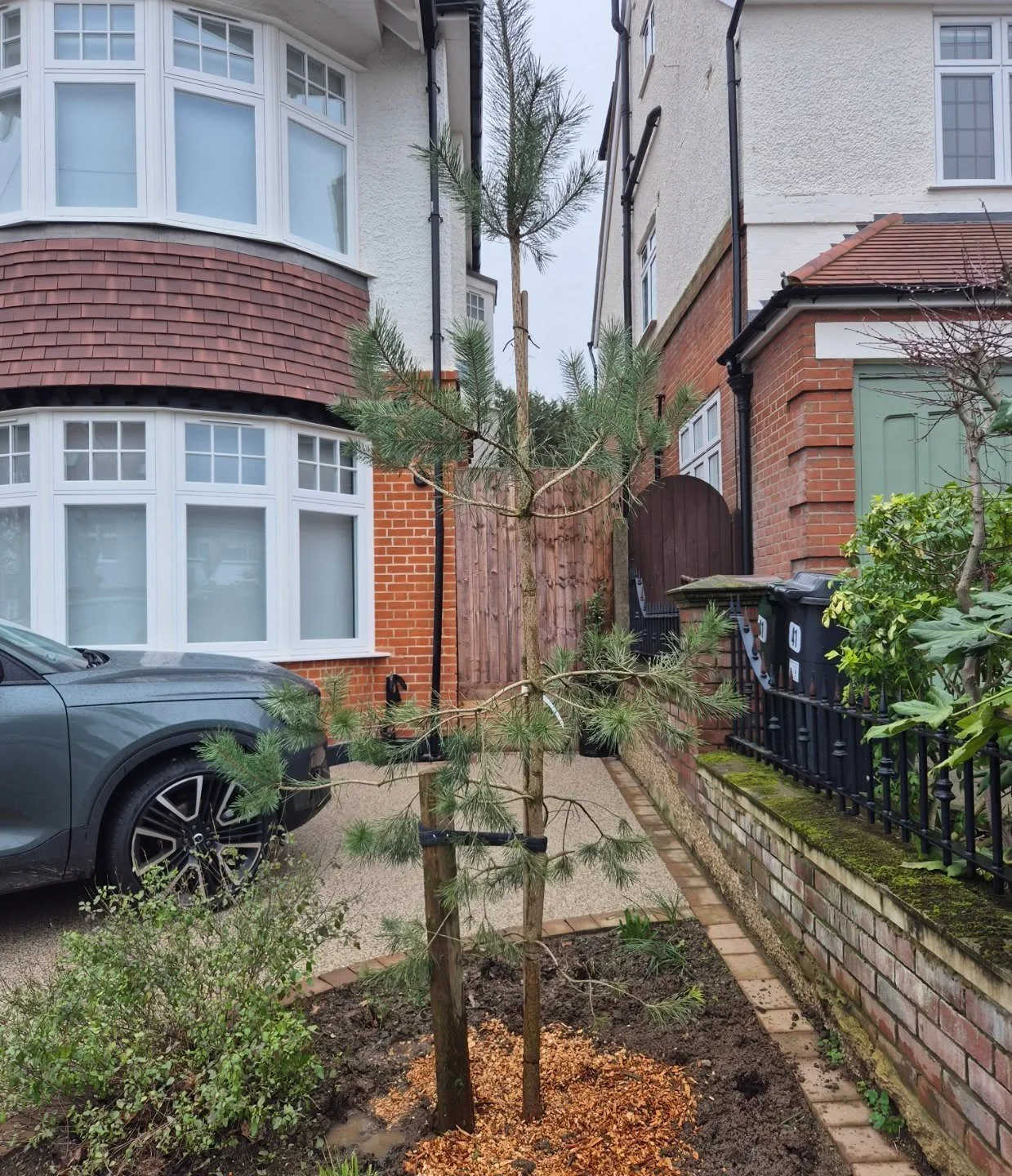 Nice Scots pine replacement tree planted for a client of ours. The original tree had died, but having a TPO, the LPA required a replacement to be planted in its place. 

#treework #treesurgery #arborist #landscape #arboriculture