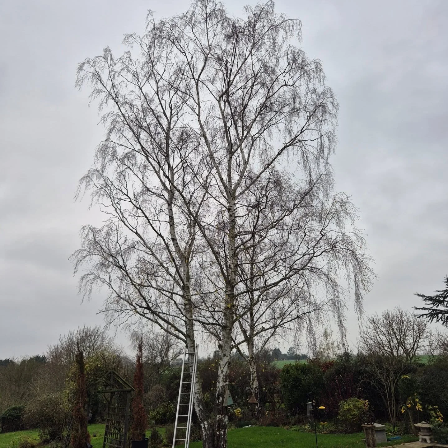 Swipe to reduce! 

This birch was down for a significant reduction due to a co-dominant union and damage at the base not looking too healthy. Client wanted to retain his favourite tree, so we took as much off as possible without losing the shape.

La