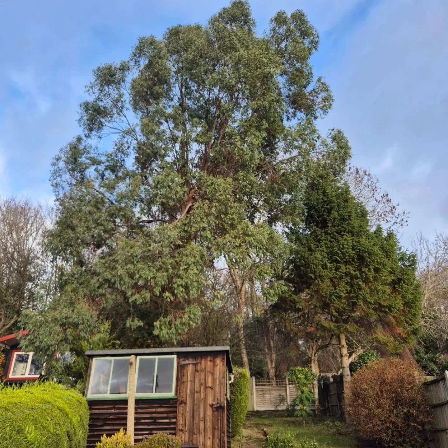 2.5m reduction on this leaning Eucalyptus tree in loughton. Good day for it! #arborist #treesurgery #treework #treework #forestry