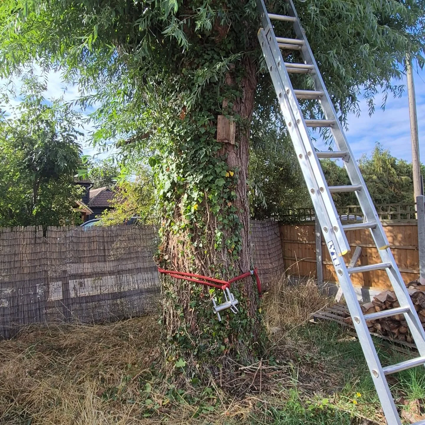 A big willow pollard we removed today. This tree had out grown it's surroundings, and being close to powerlines and a road would have needed regular maintenance.

Down and gone in a few hours thanks to some good rigging work and mechanical moving pow