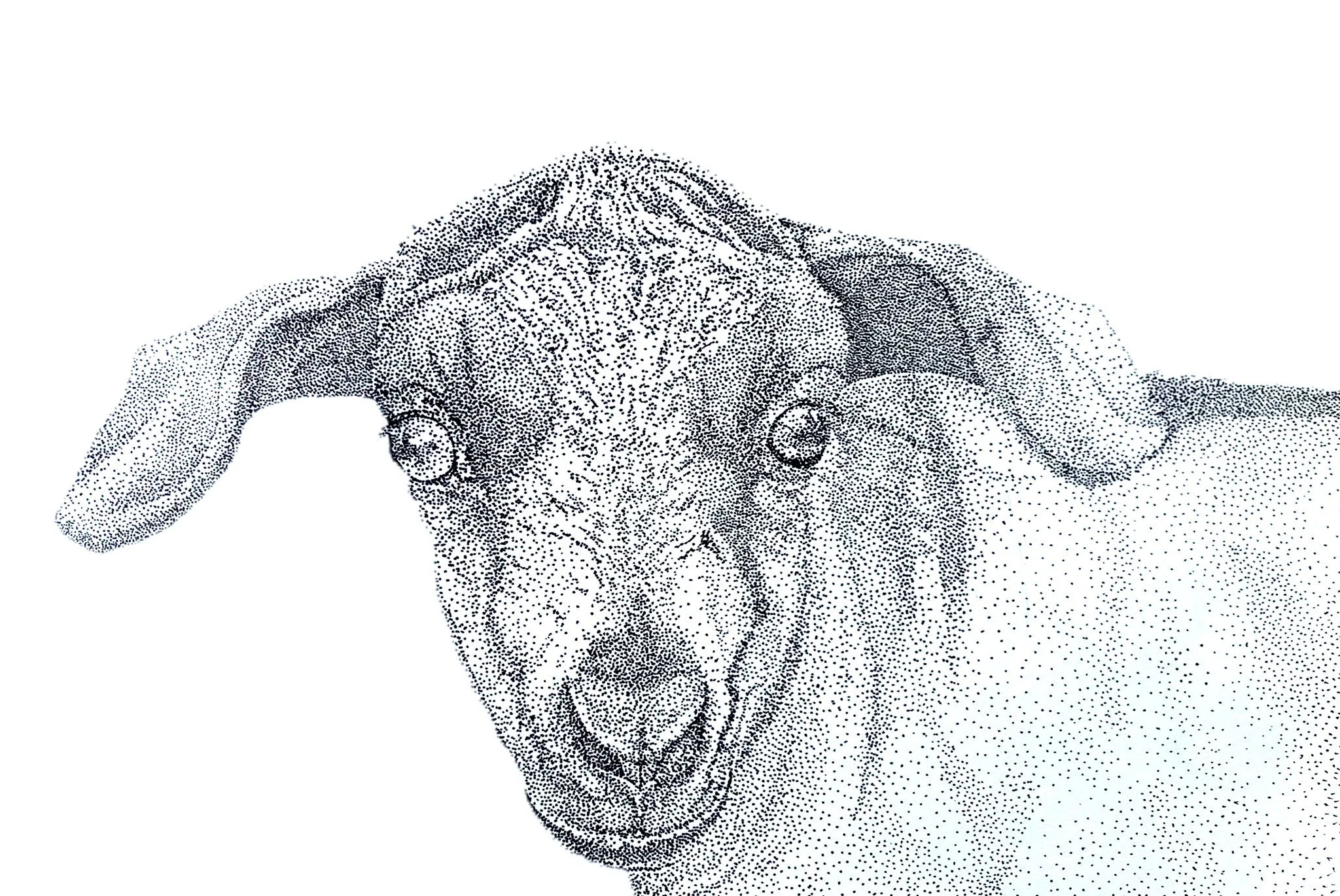 Stippling, dotting or pointillism miniature goat on paper. Created in collaboration with Rosewood Lodge Farm. Created by Australian artist Louise Frith.
