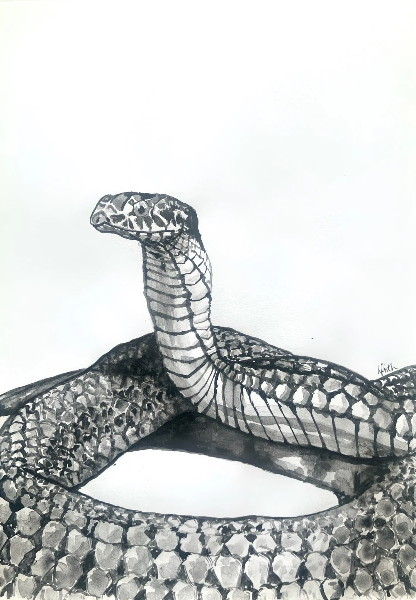 Ink wash or sumi ink snake drawing on paper, using the snake imagery to symbolise deceit. Created by Australian artist Louise Frith.