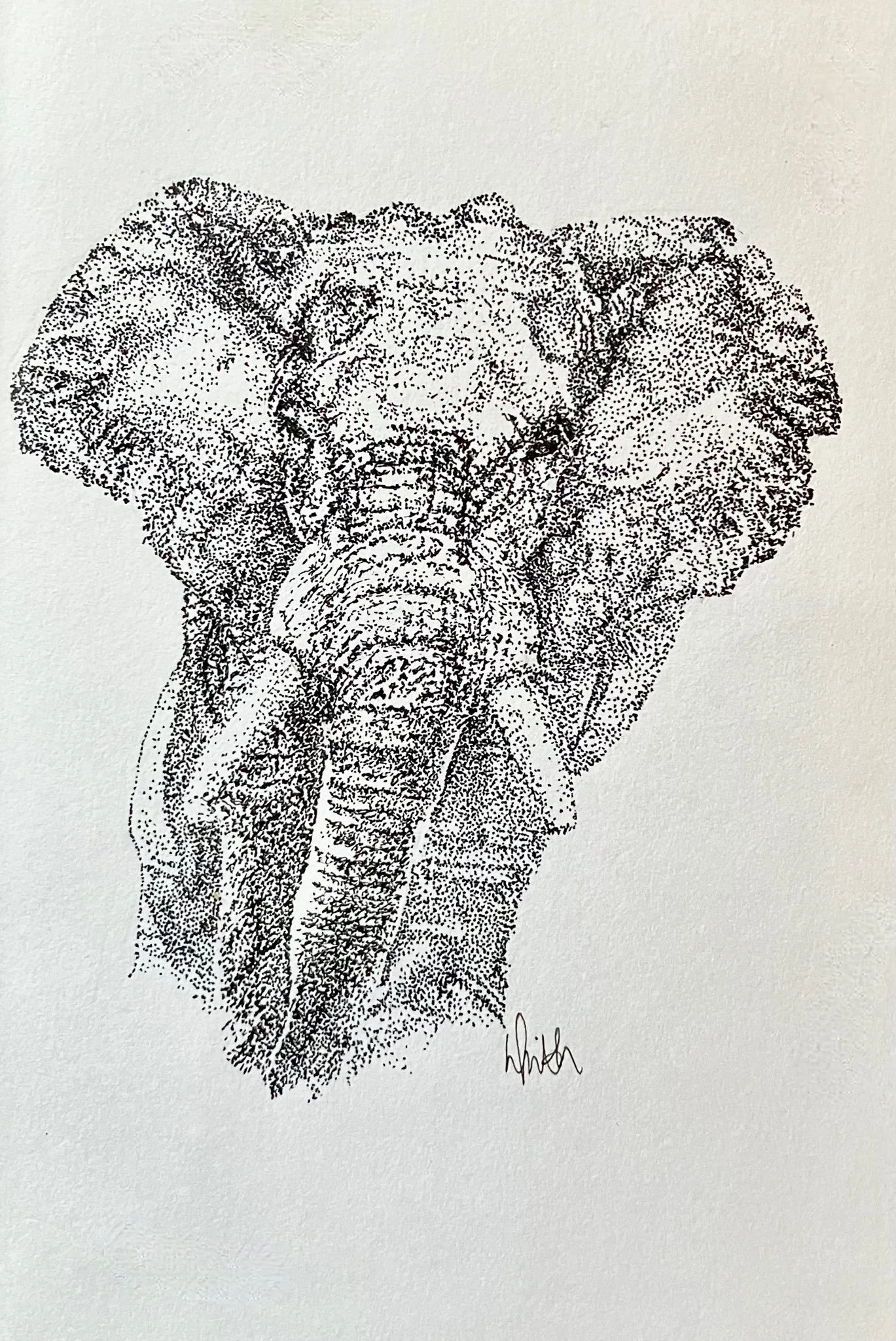 African Elephant Artwork created using the stippling, dotting or pointillism technique. This elephant artwork was created by Australian artist Louise Frith.