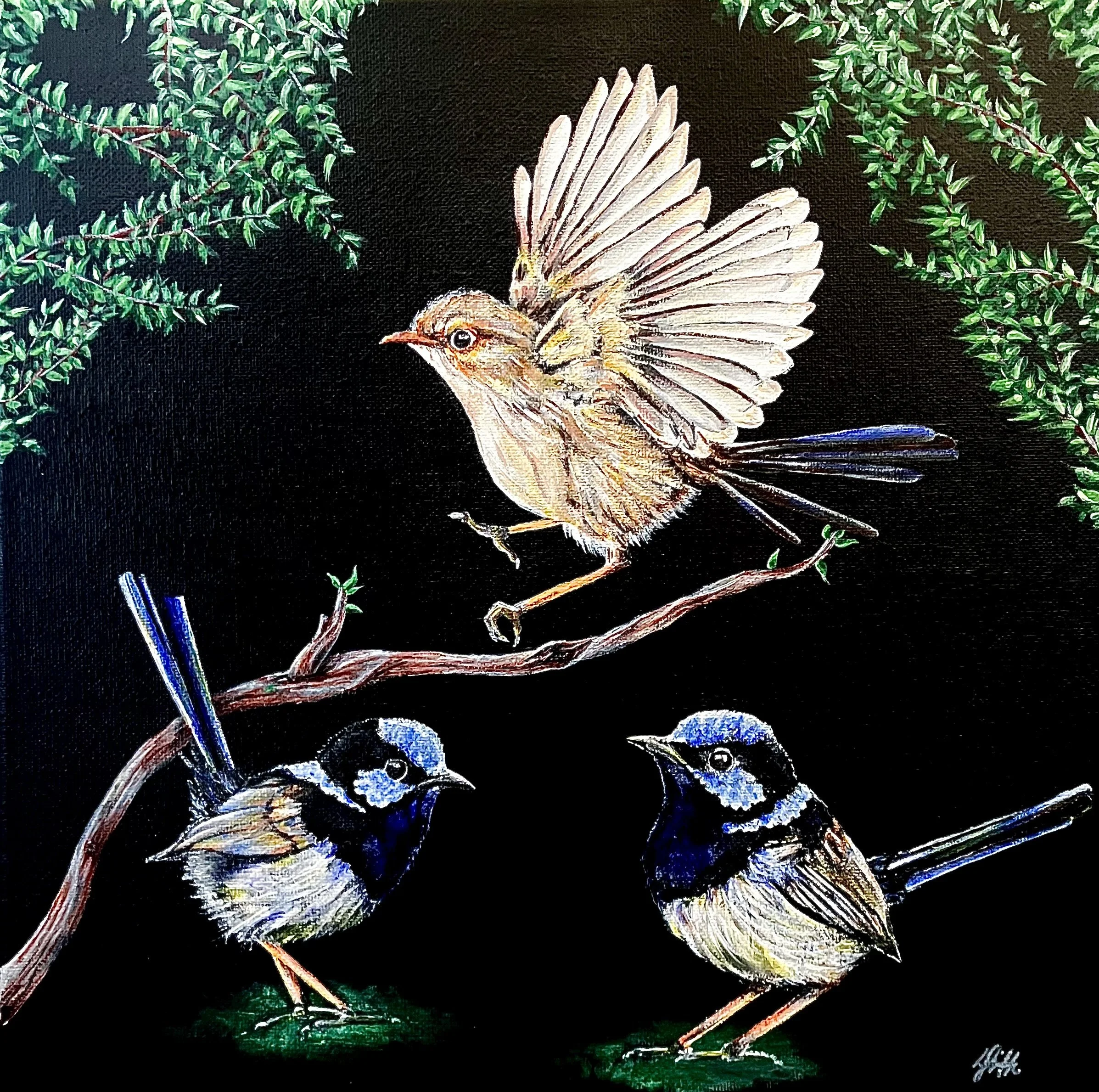 Three Australian Fairy Wrens on a black background. This fairy wren artwork is cerated using vibrant shades of acrylic paint, composed of two male fairy wrens and one flying female fairy wren. Australian artwork by Louise Frith.