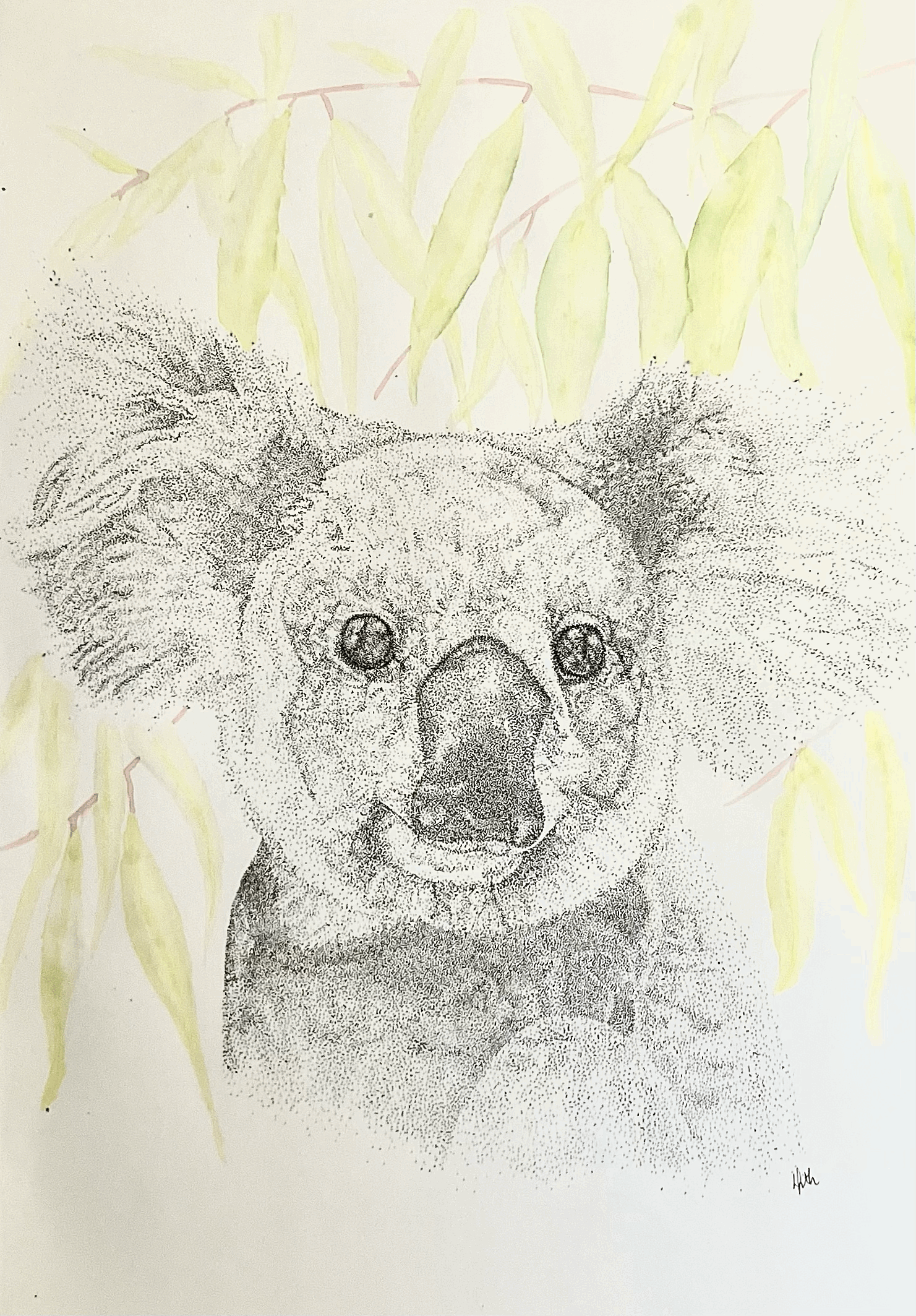 Little Bluegum (Stippling Koala)