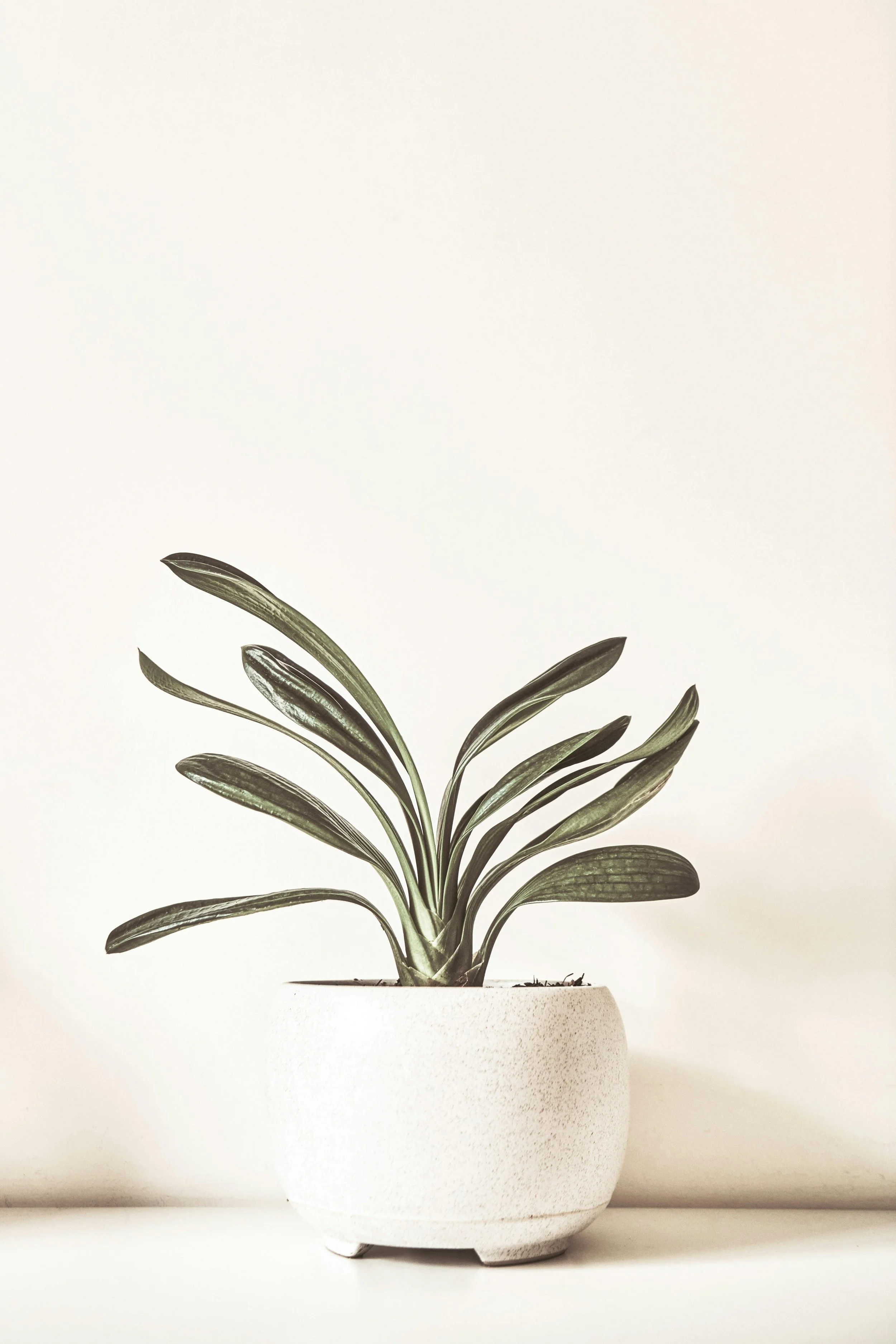 A potted plant with green leaves in a textured white ceramic pot on a white surface against a plain white background.