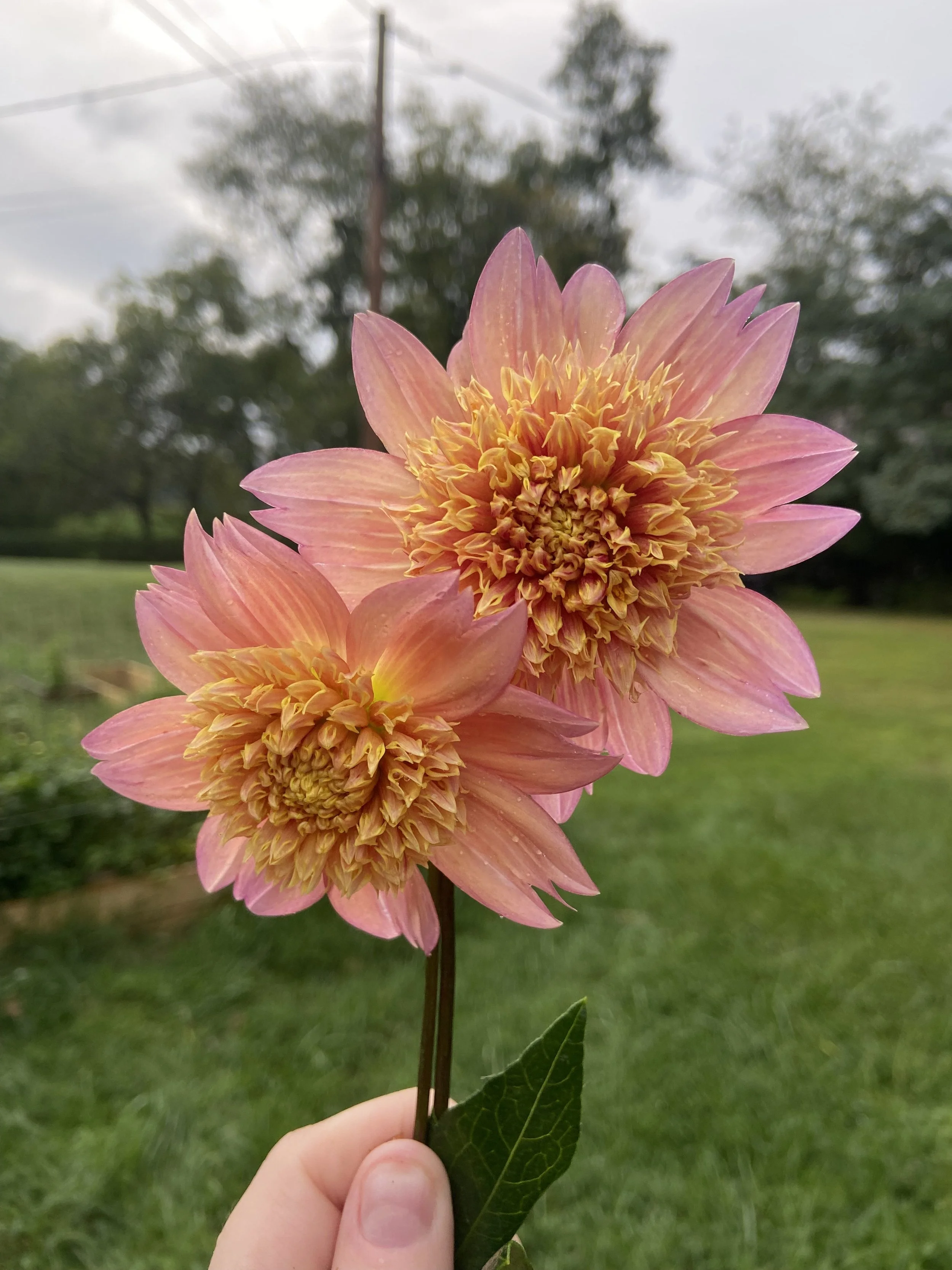Sandia Brocade