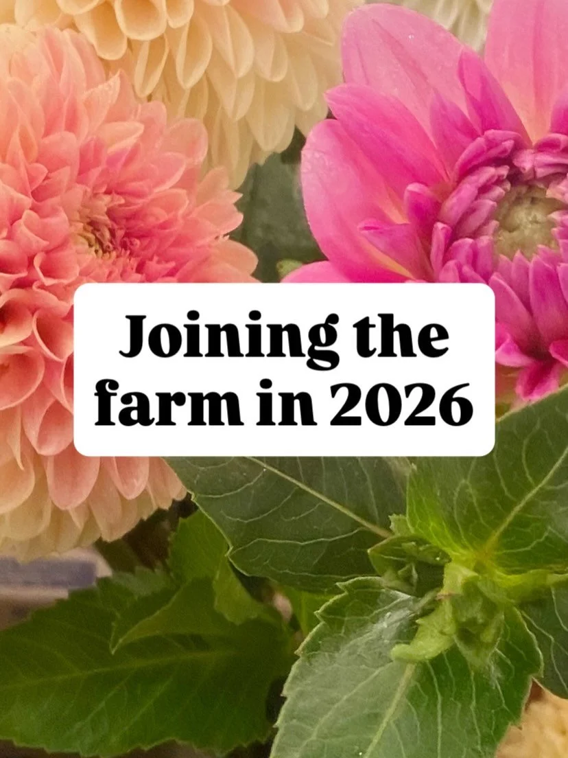 In no particular order&hellip; let&rsquo;s welcome some new #dahlias to the #flowerfarm in 2026! 

🥔 Each year I buy a small number of tubers from several new varieties to try at our farm. Each variety will have a limited number of stems available t