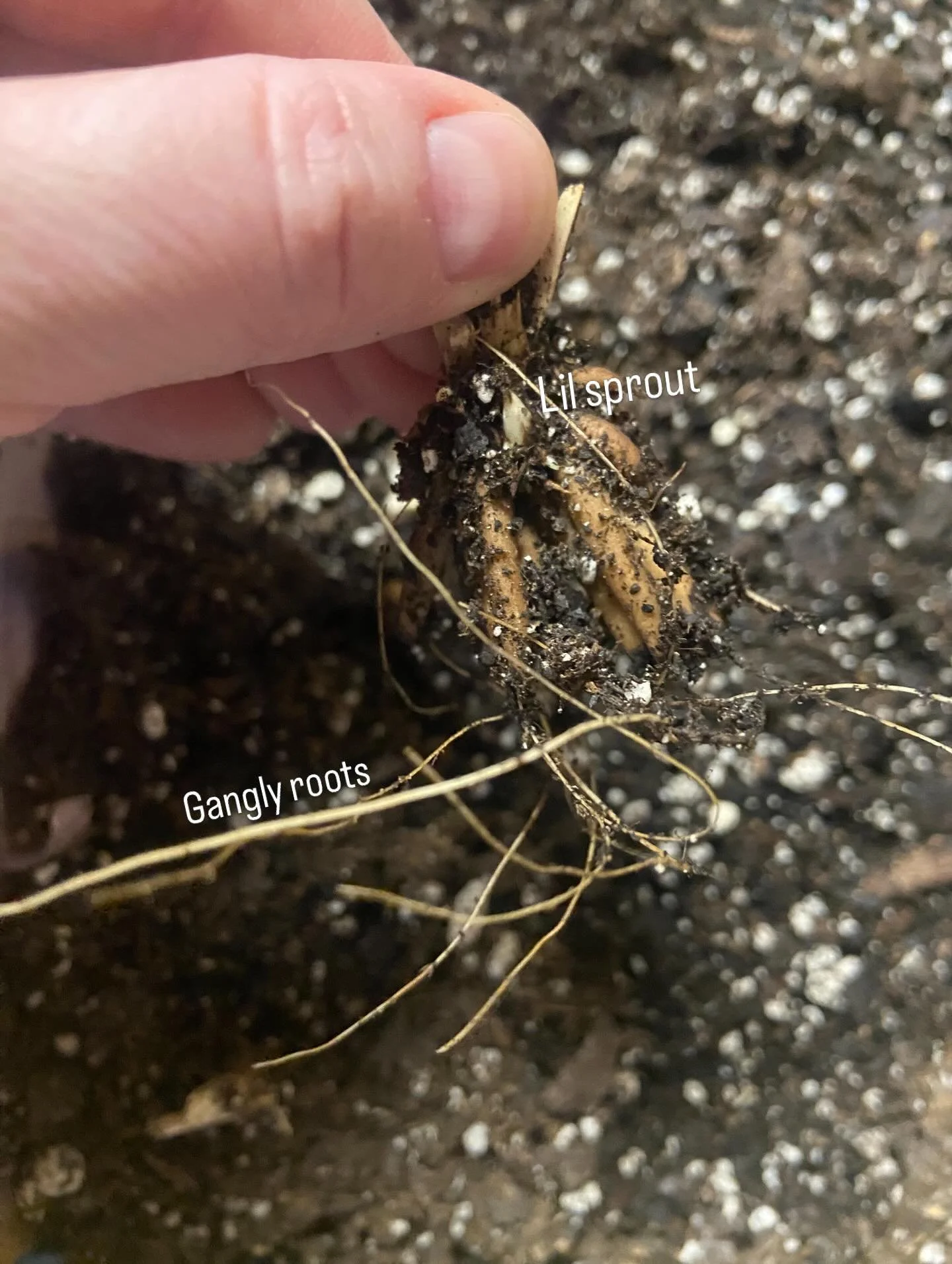It&rsquo;s my first time growing #ranunculus and I&rsquo;m so excited to see root growth and little sprouts! I was nervous about these because I bought them last fall and forgot about them&mdash;but their storage in paper bags and pine shavings seeme