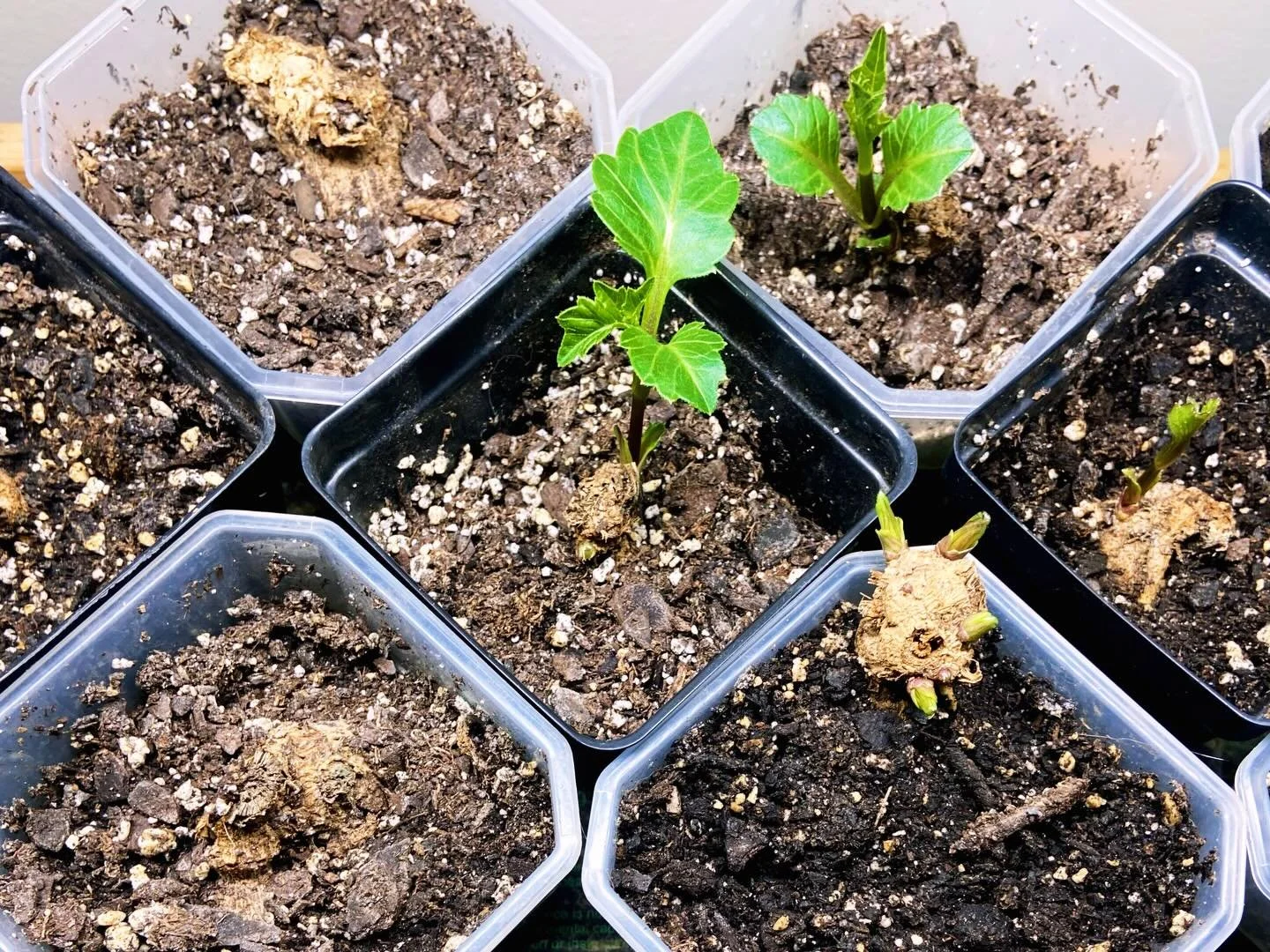 When these #dahlias grow up they&rsquo;re going to be famous.. to me only, probably! 😂 These are dahlia #tubers that I am sprouting for cuttings to help grow my stock of certain varieties this year! #mdflowerfarmer #mdflowers